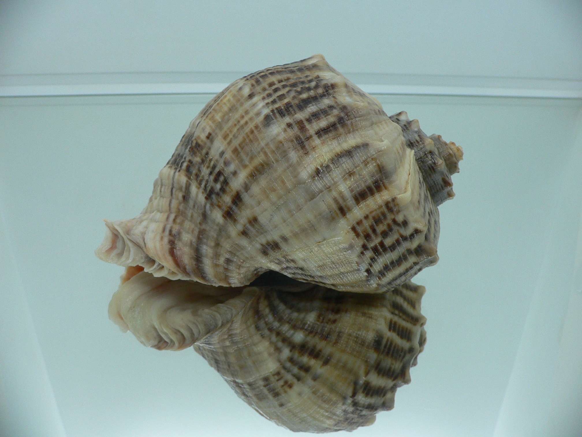 Rapana venosa SUPER