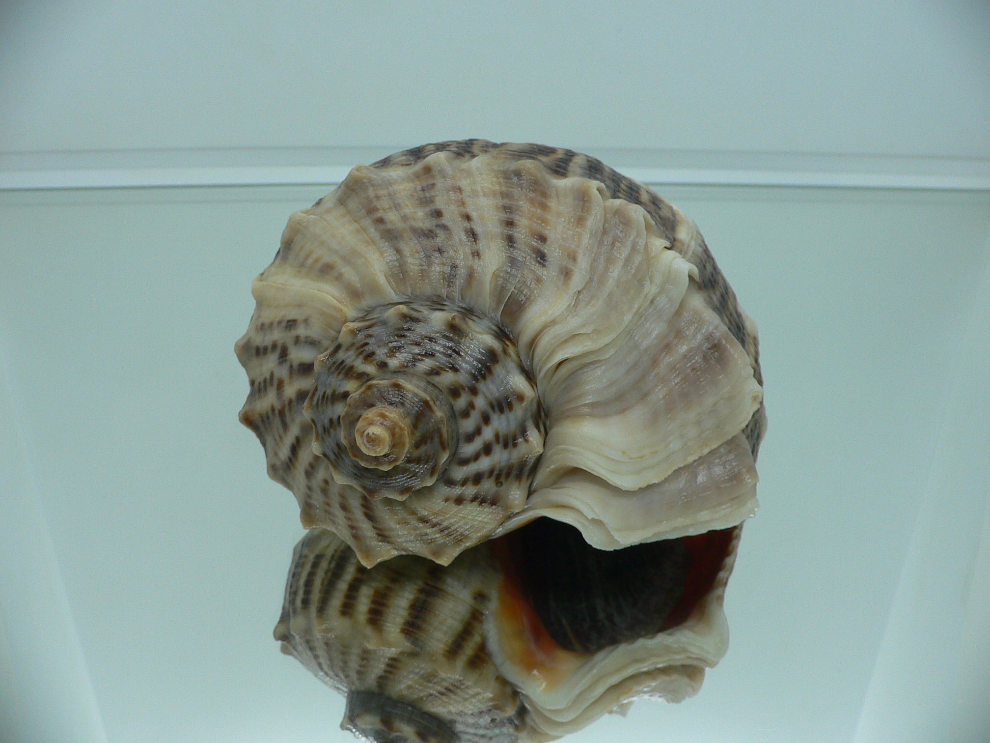 Rapana venosa SUPER