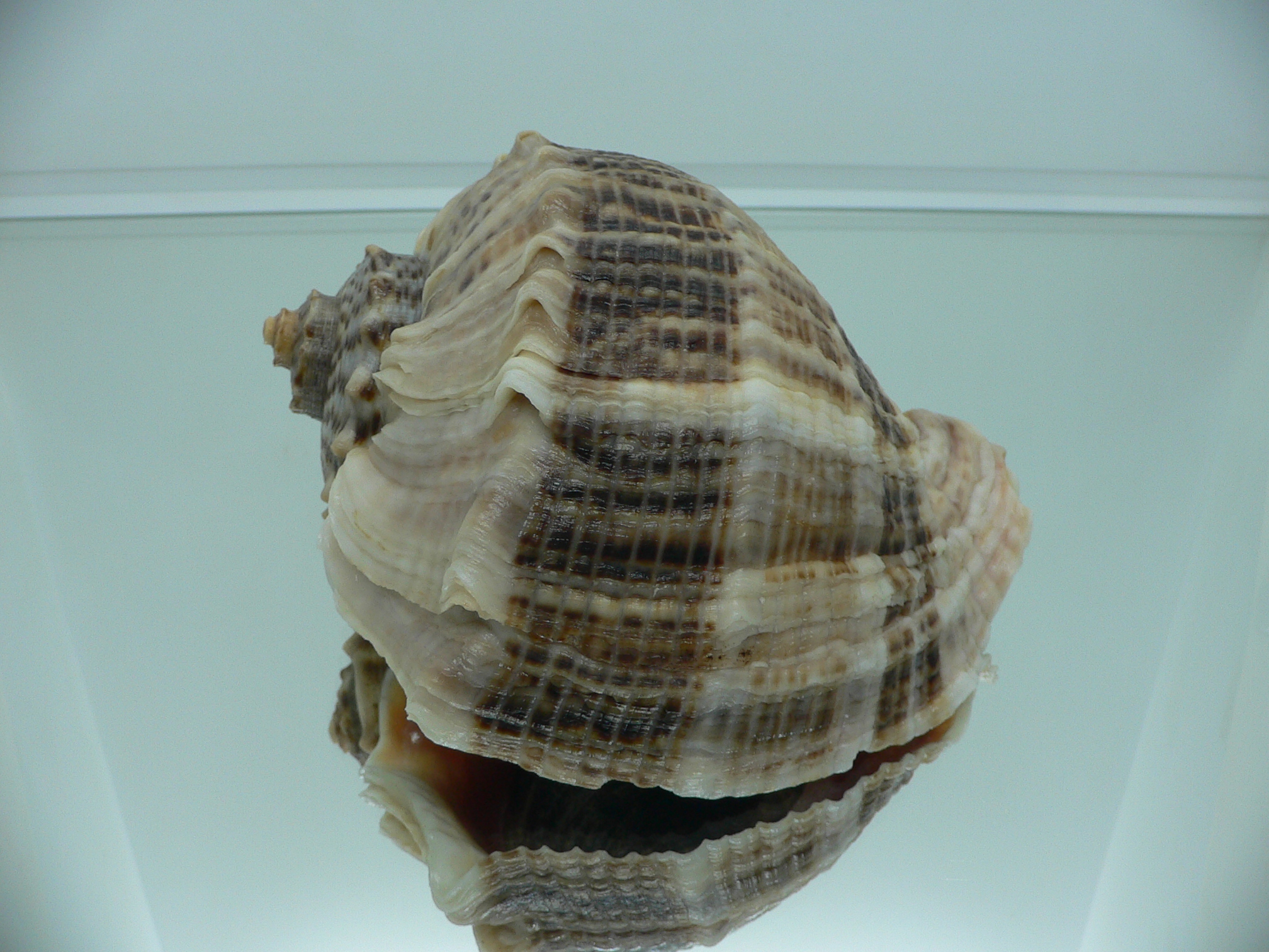 Rapana venosa SUPER