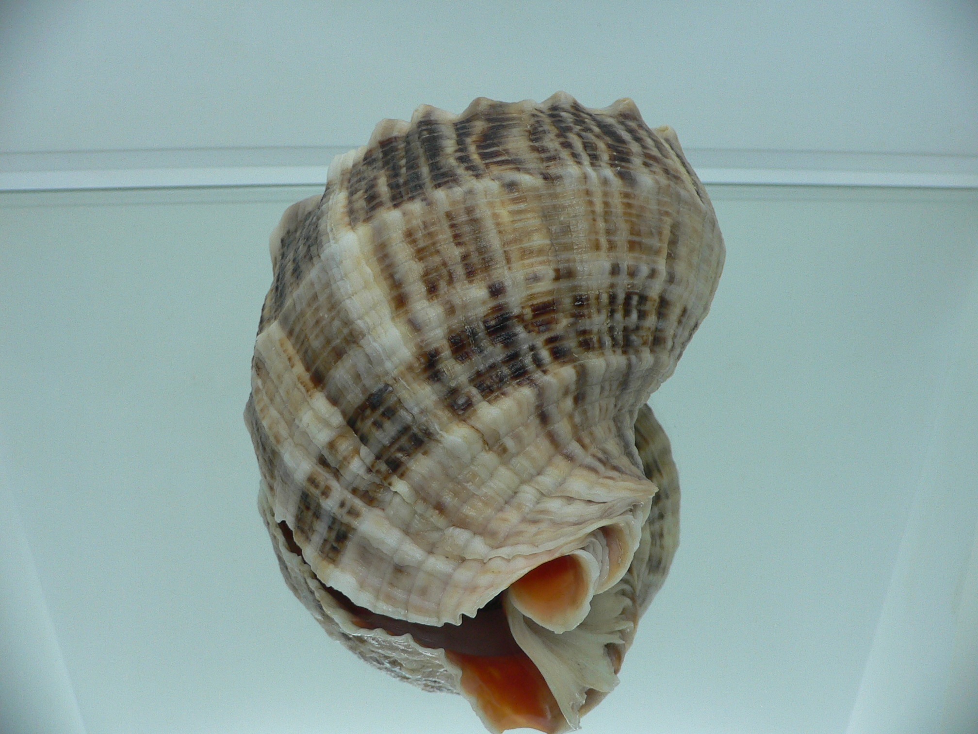 Rapana venosa SUPER