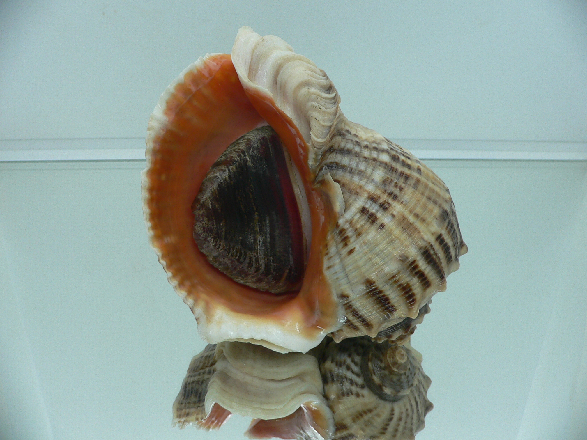 Rapana venosa SUPER