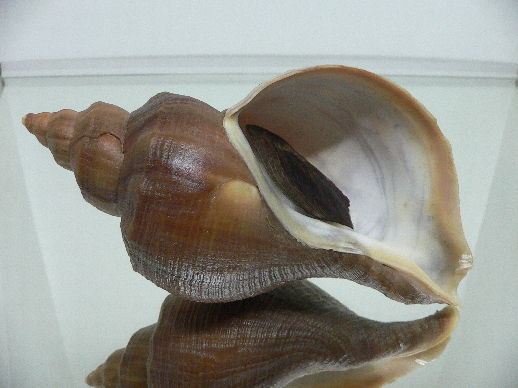 Neptunea interculpta