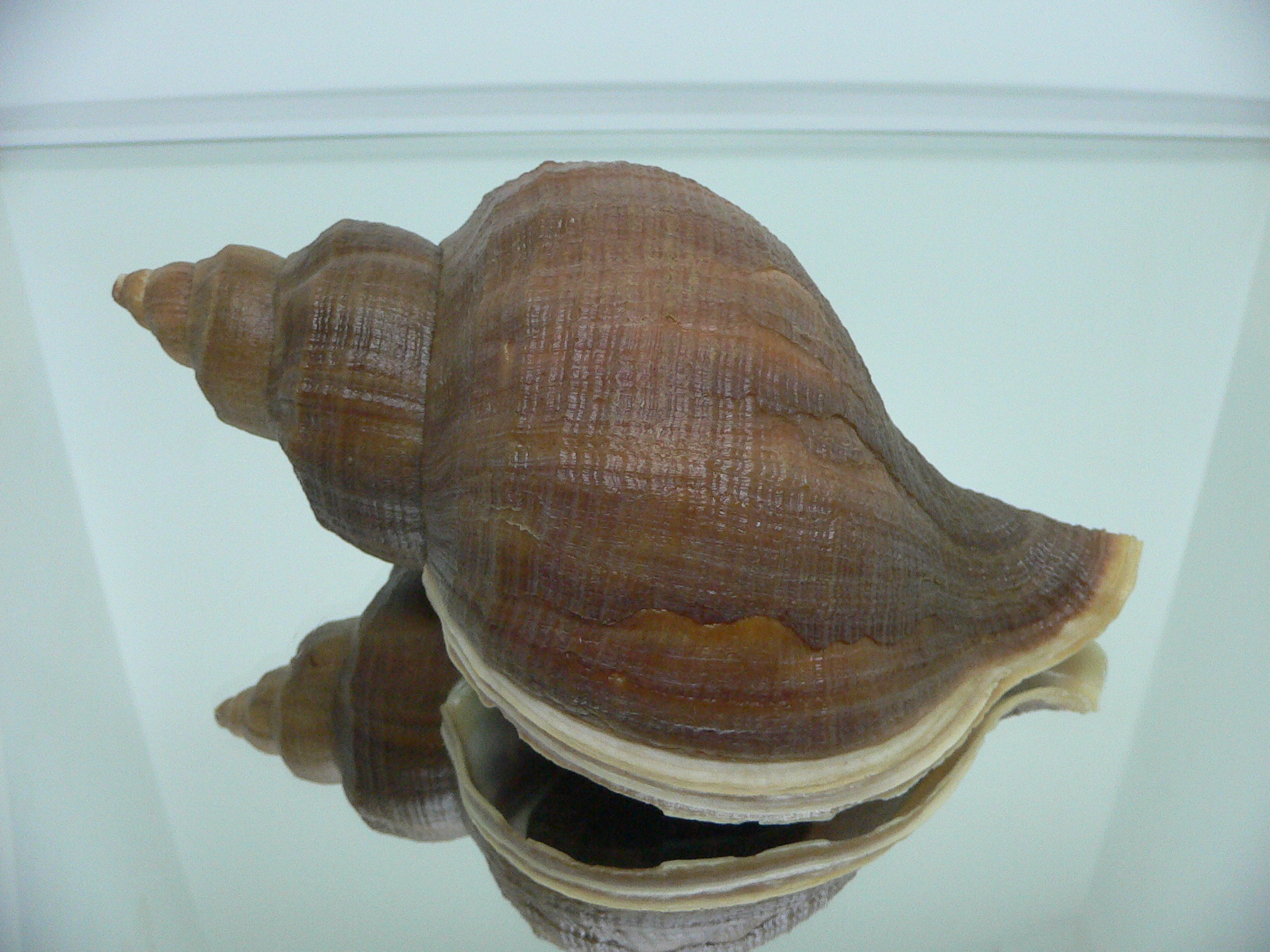 Neptunea interculpta