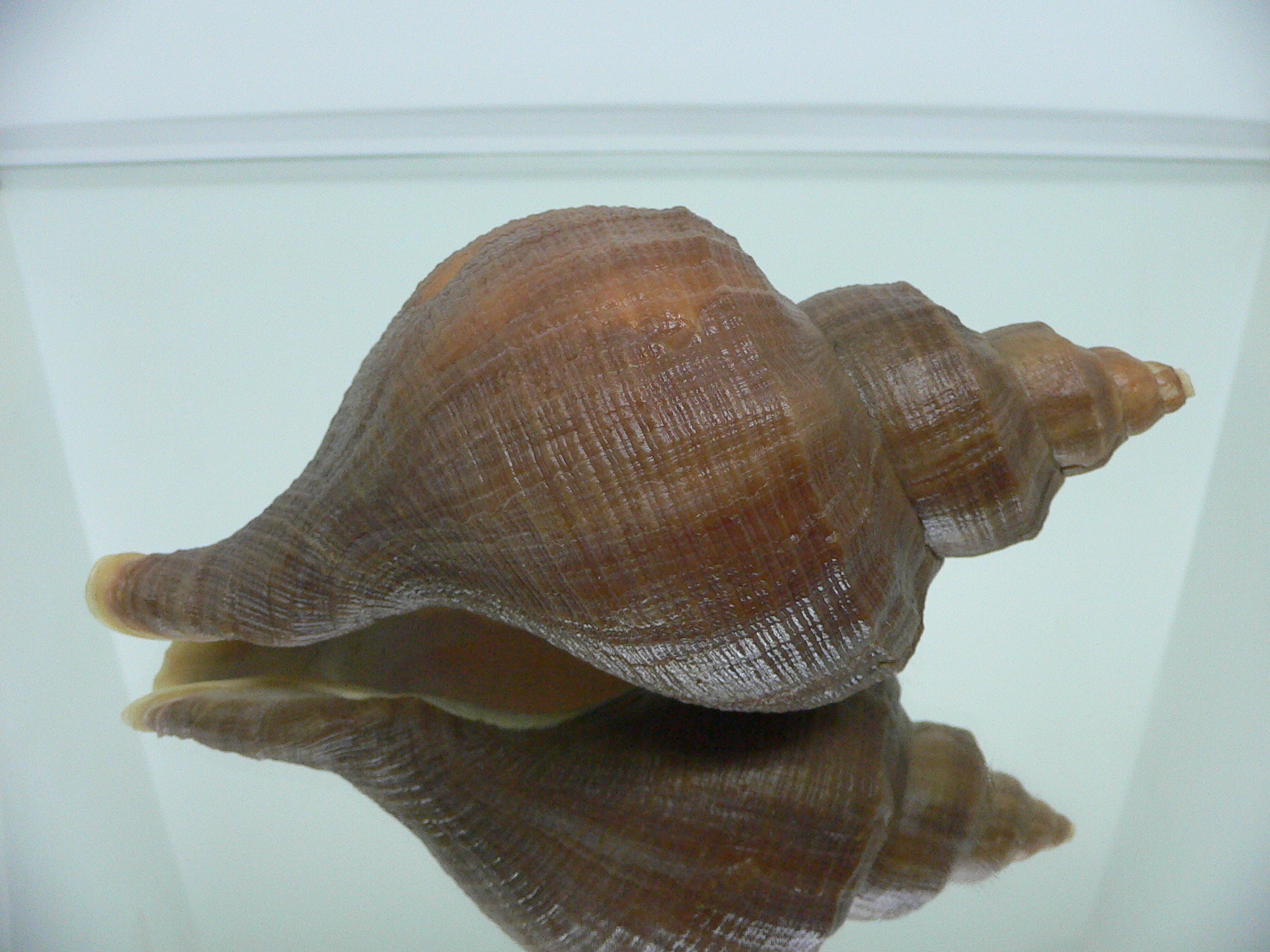 Neptunea interculpta