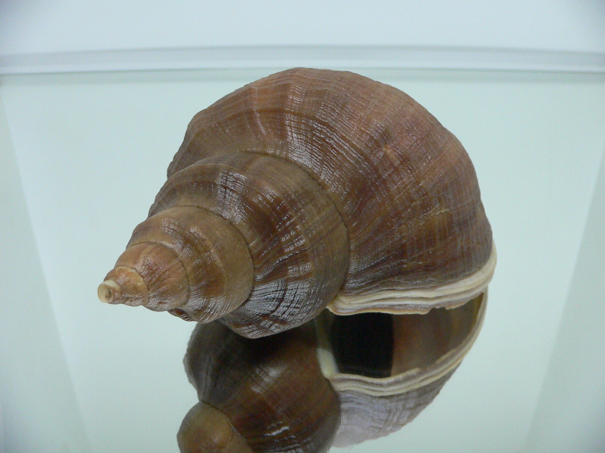 Neptunea interculpta
