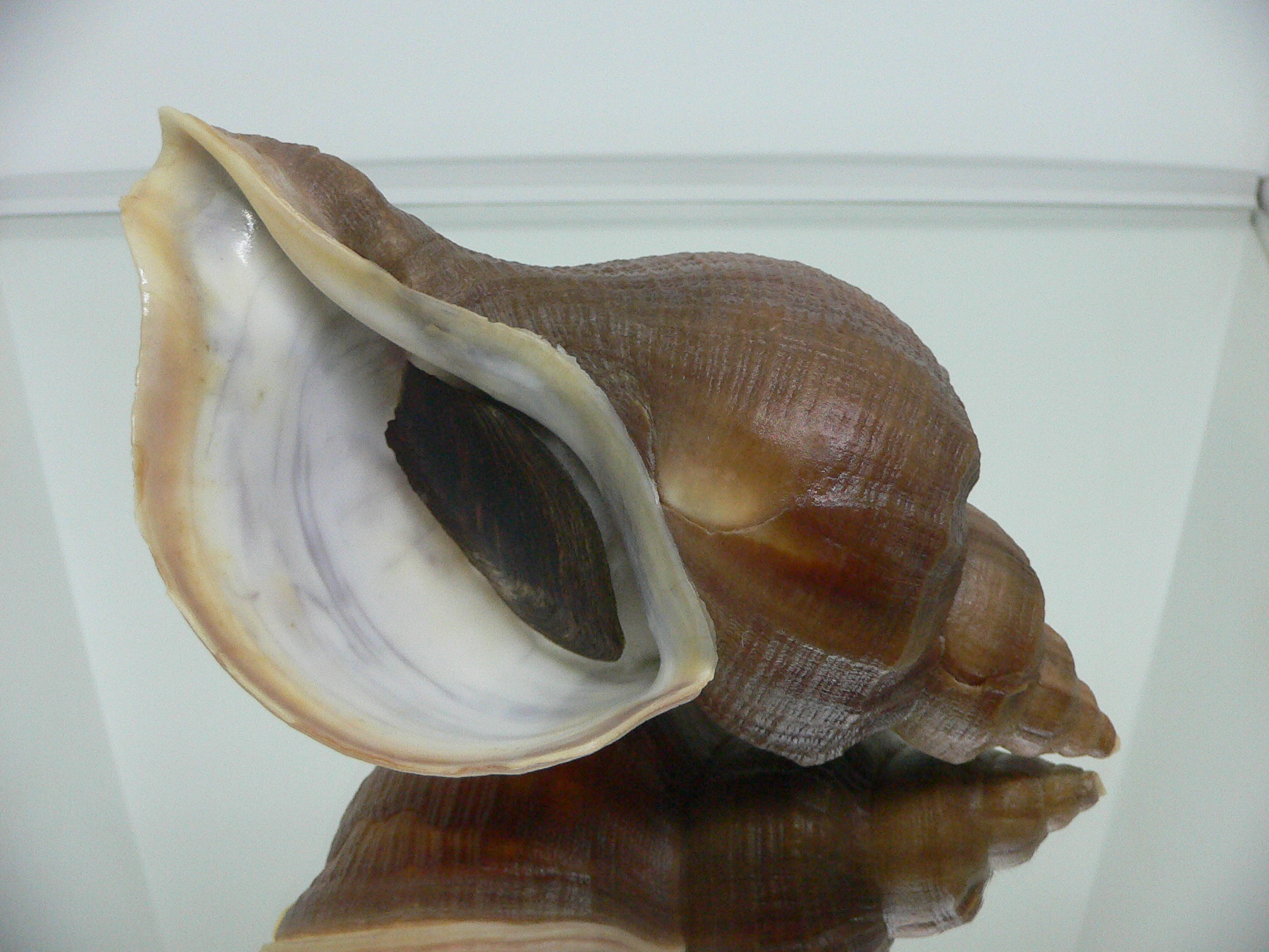 Neptunea interculpta
