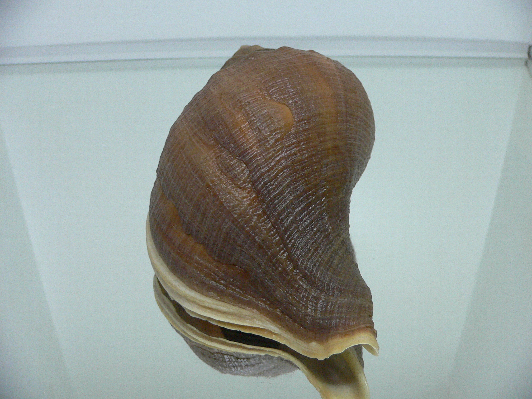 Neptunea interculpta