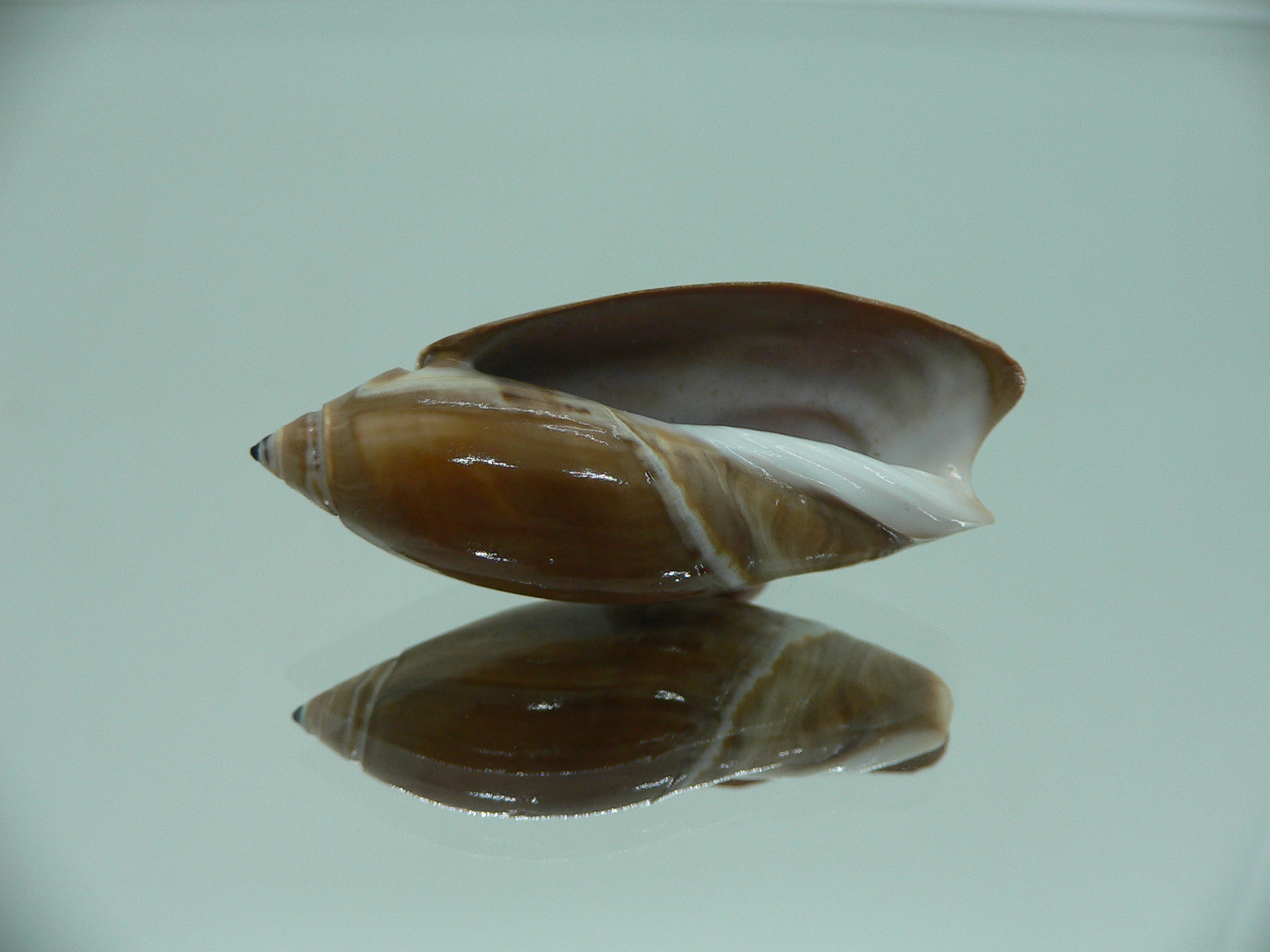 Agaronia testacea RARE