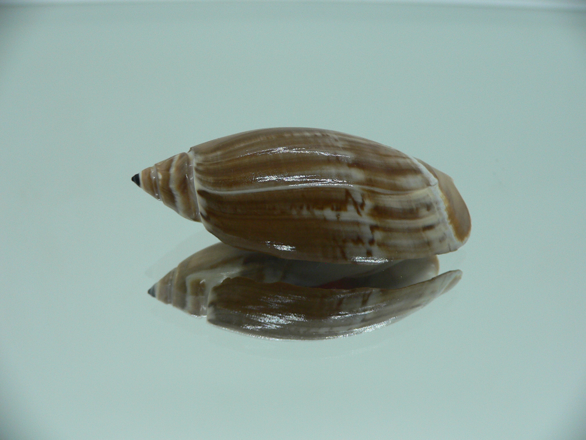 Agaronia testacea RARE