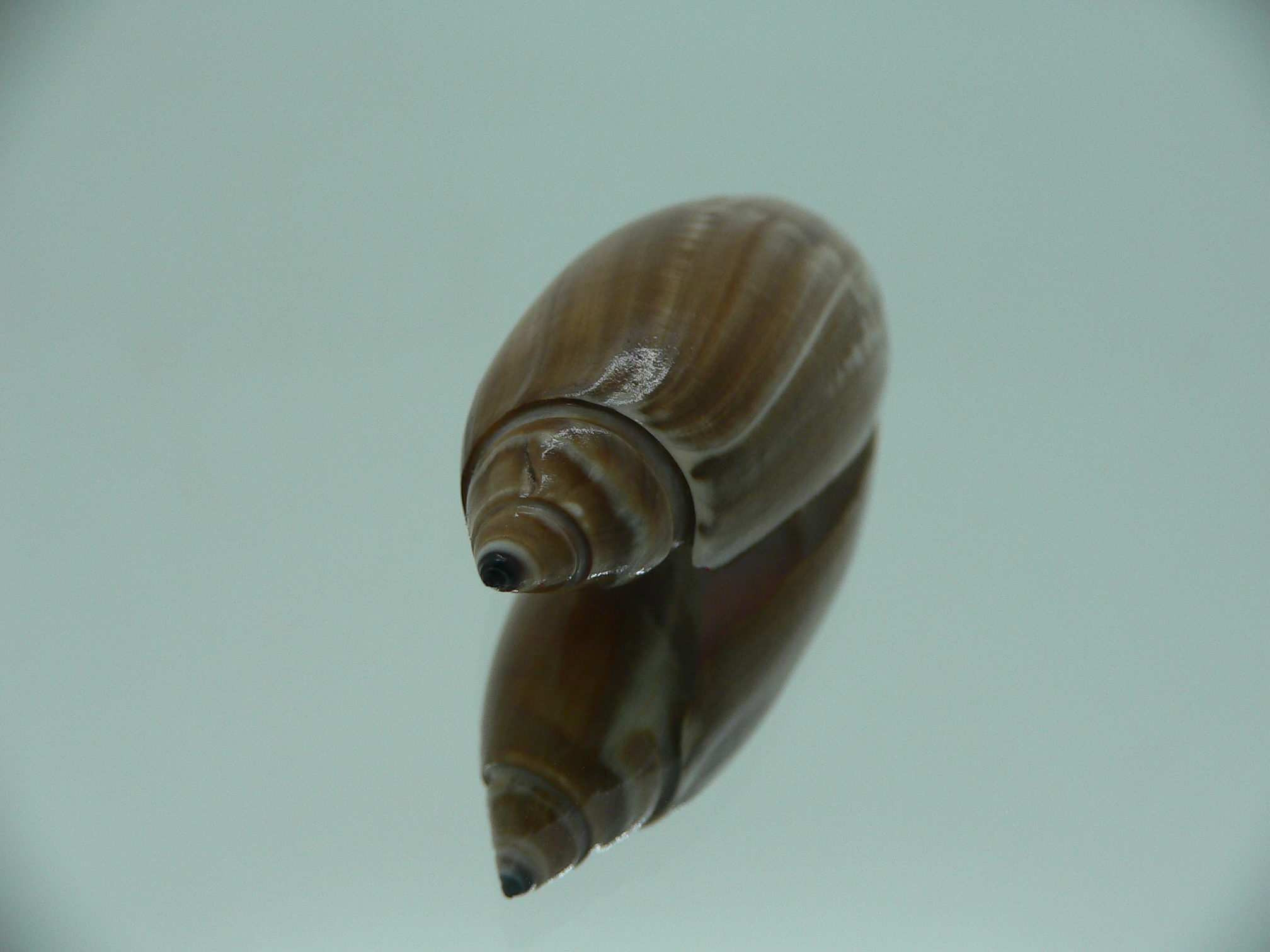 Agaronia testacea RARE