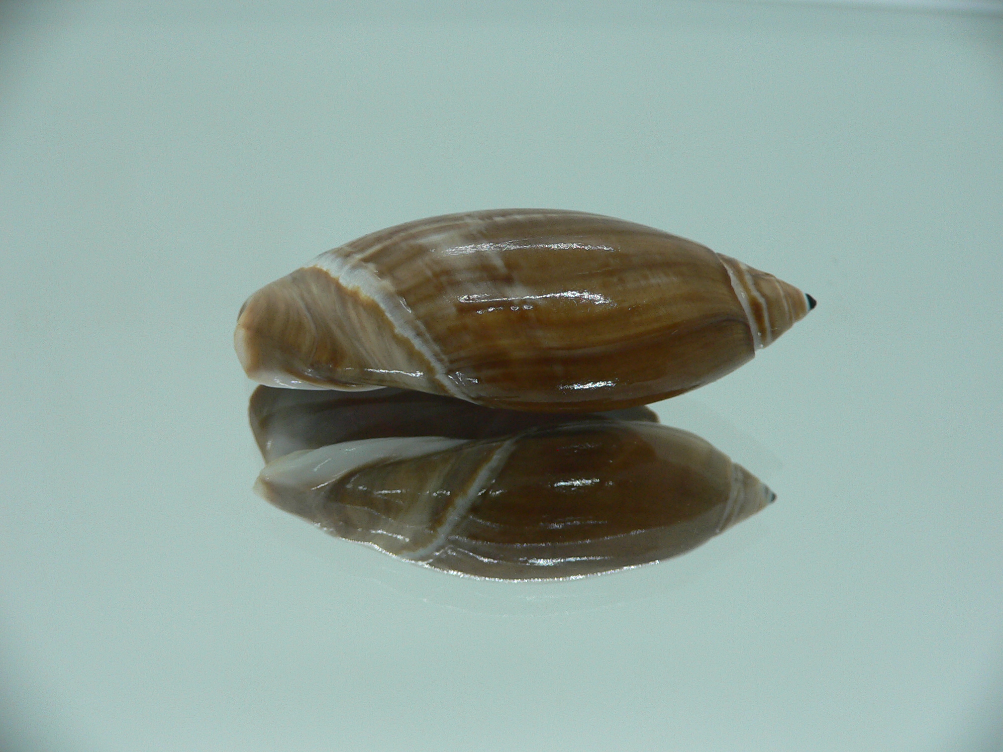 Agaronia testacea RARE