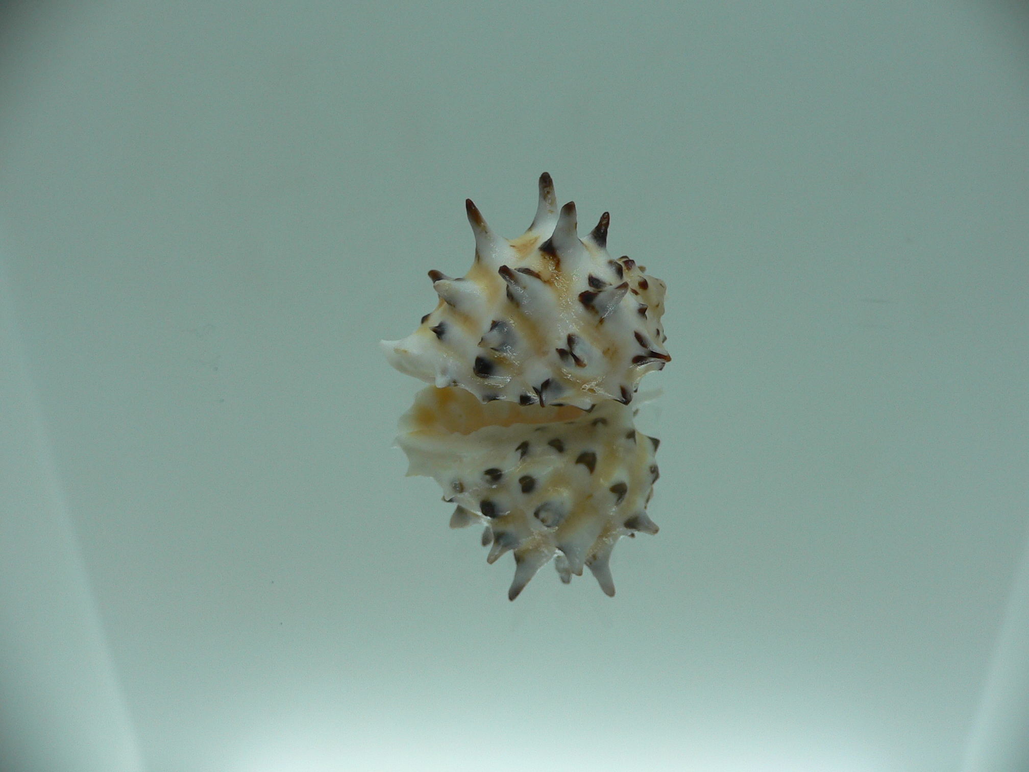 Drupa ricinus ricinus