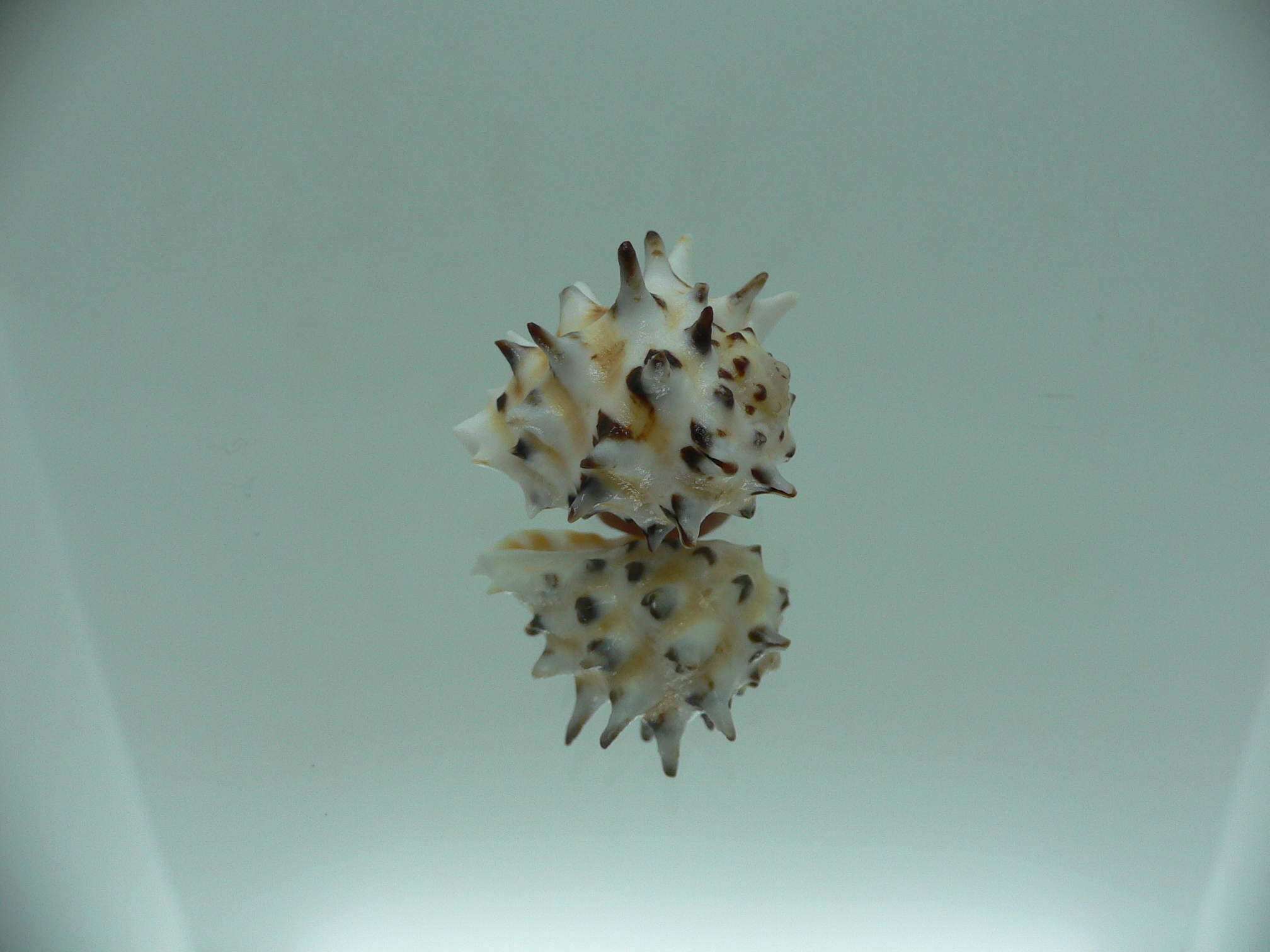 Drupa ricinus ricinus