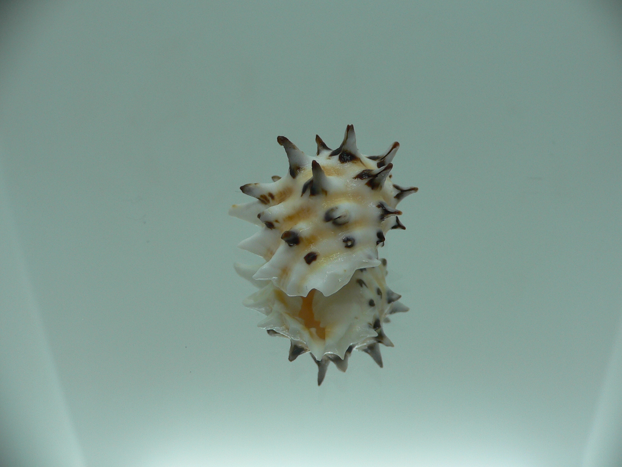 Drupa ricinus ricinus