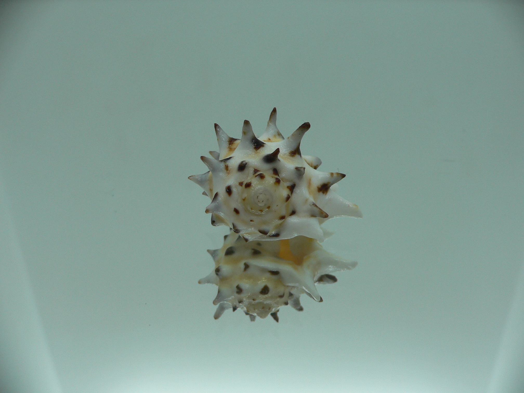 Drupa ricinus ricinus