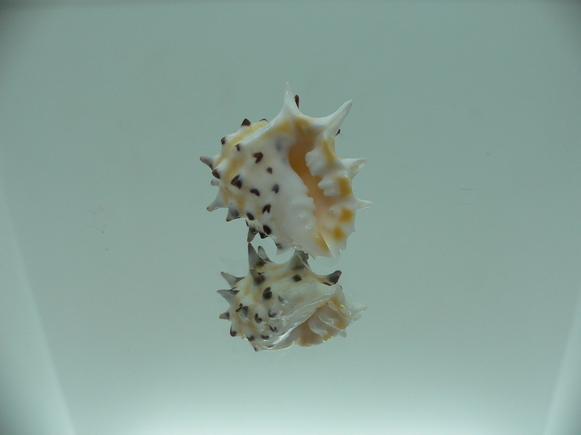 Drupa ricinus ricinus