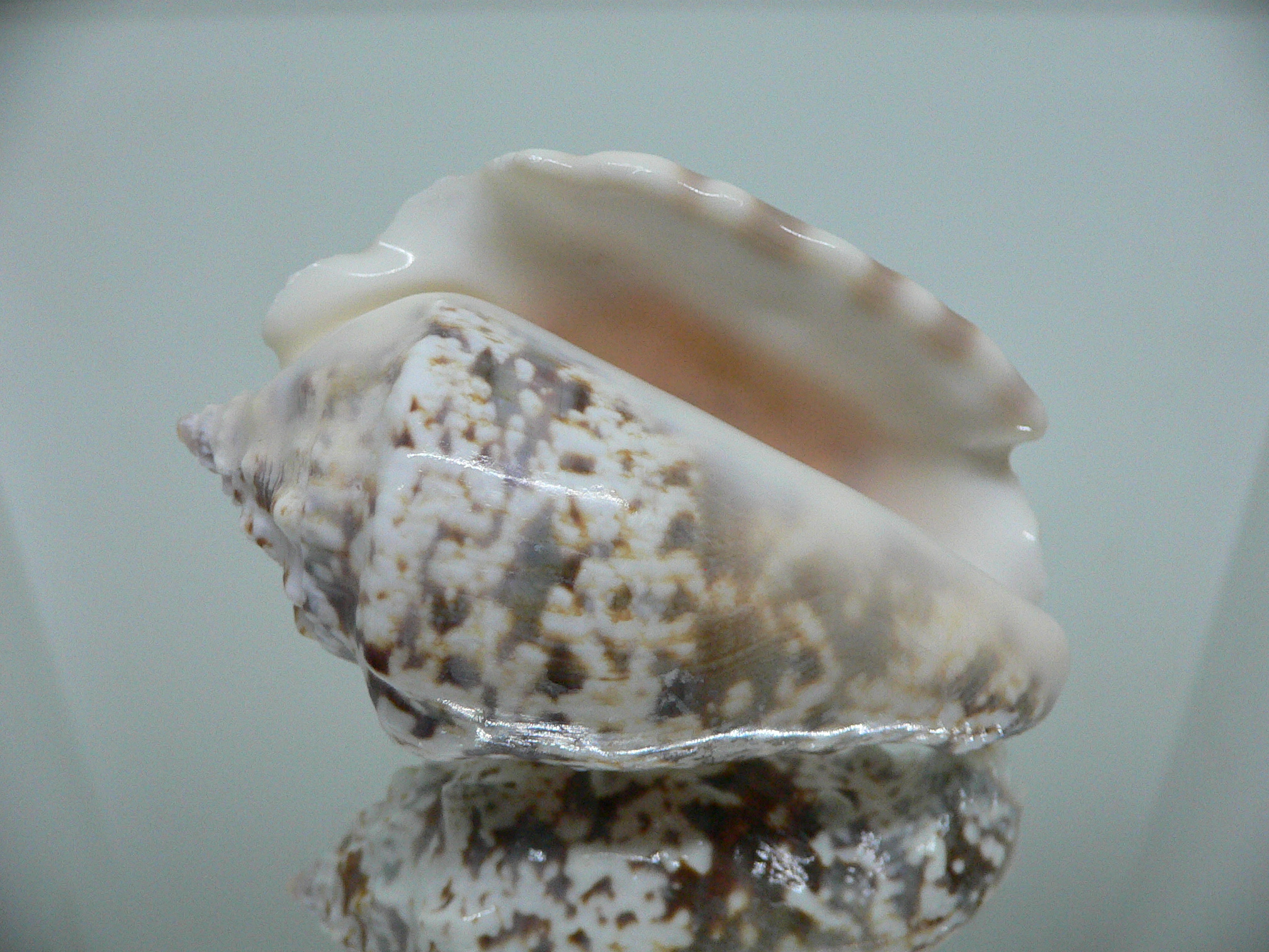 Lentigo lentiginosus