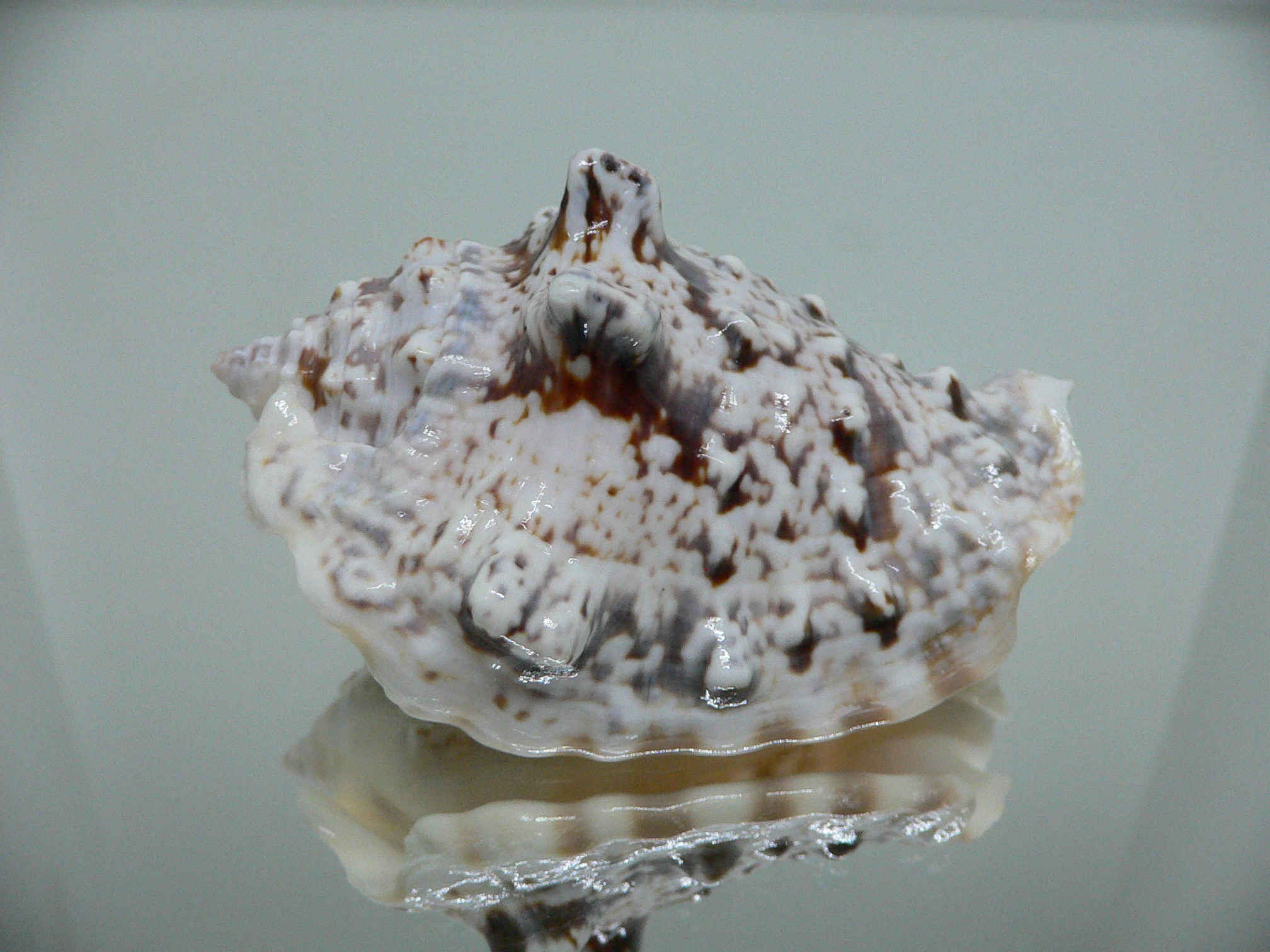 Lentigo lentiginosus