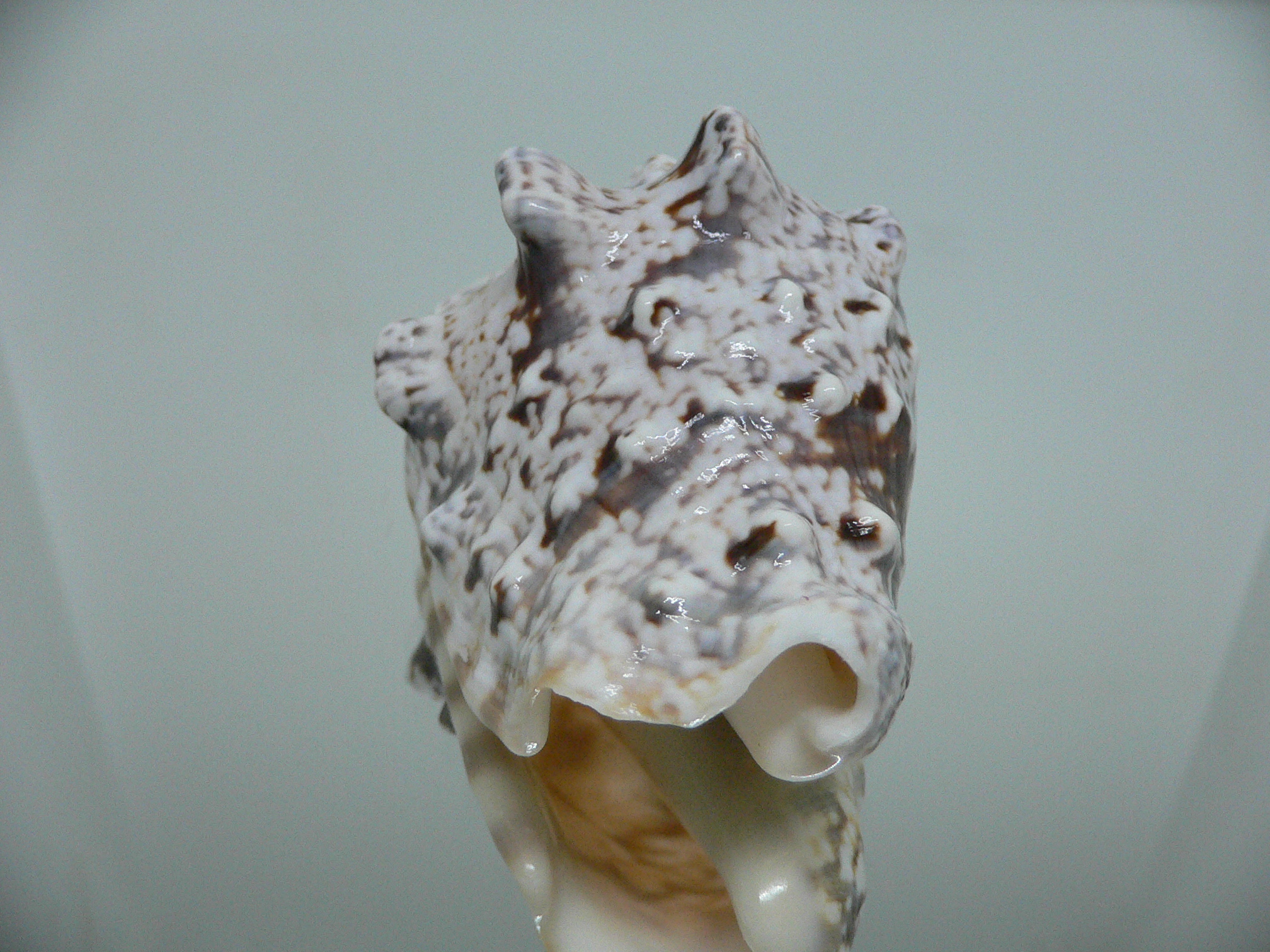 Lentigo lentiginosus