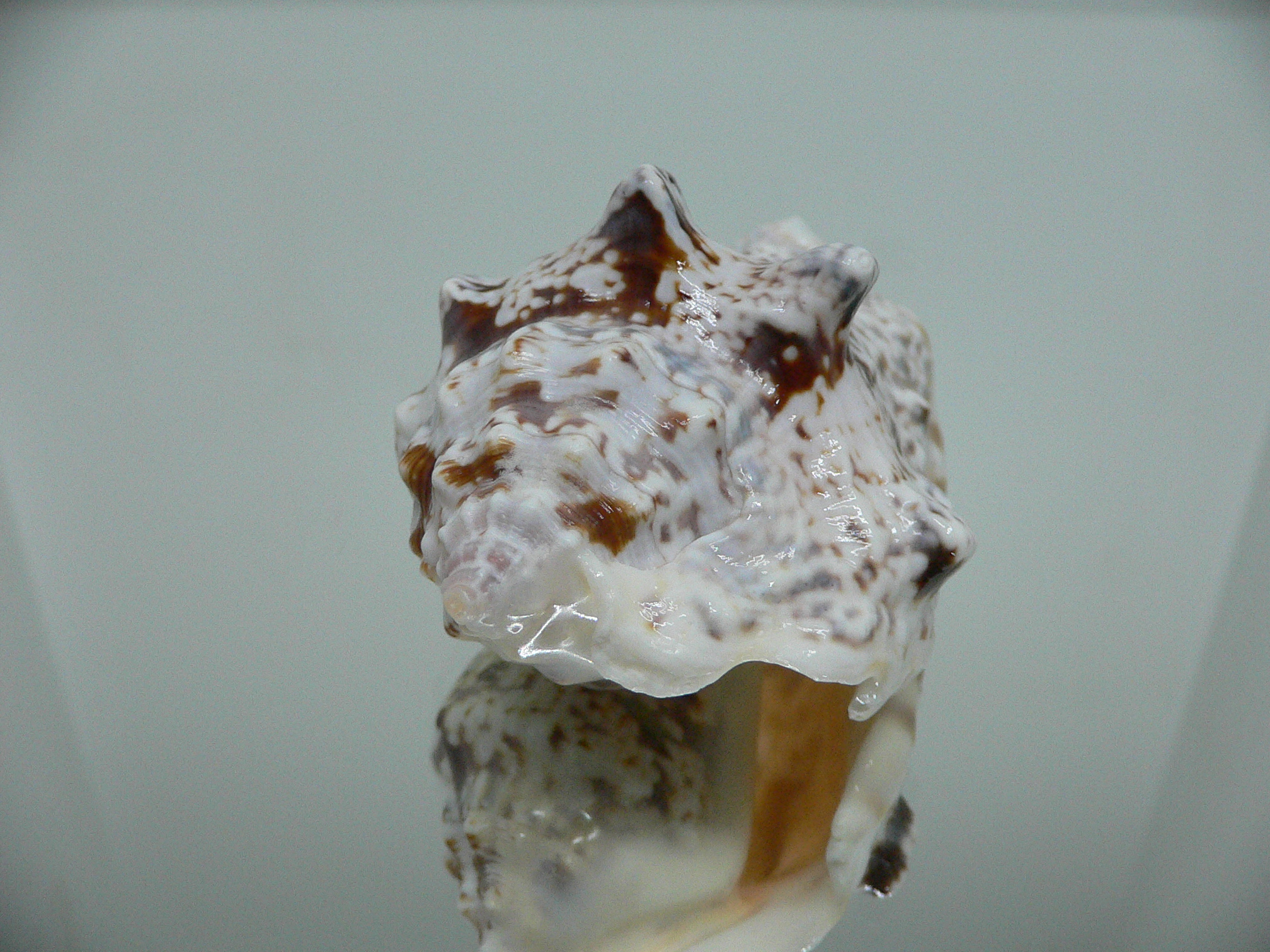 Lentigo lentiginosus