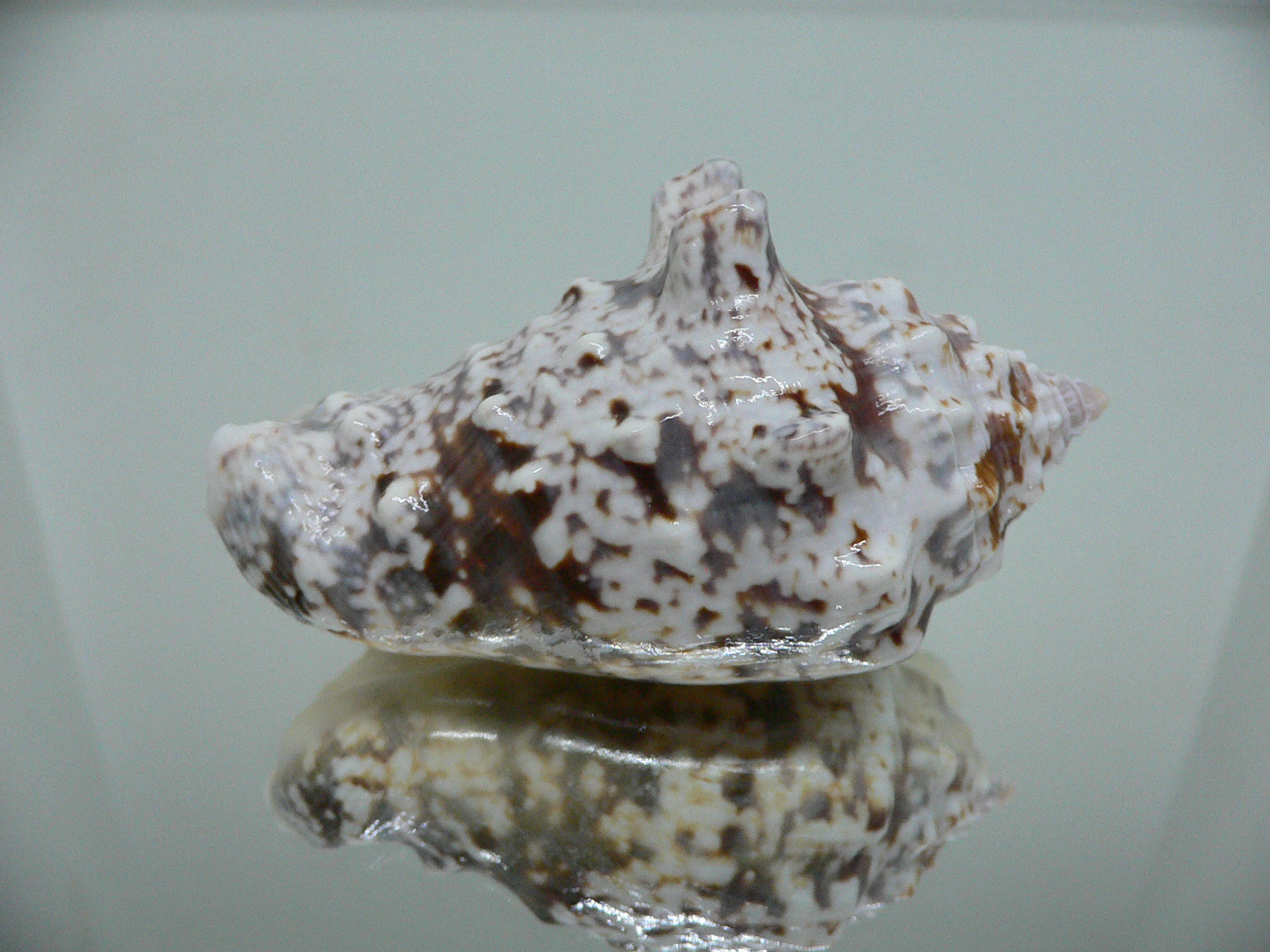 Lentigo lentiginosus