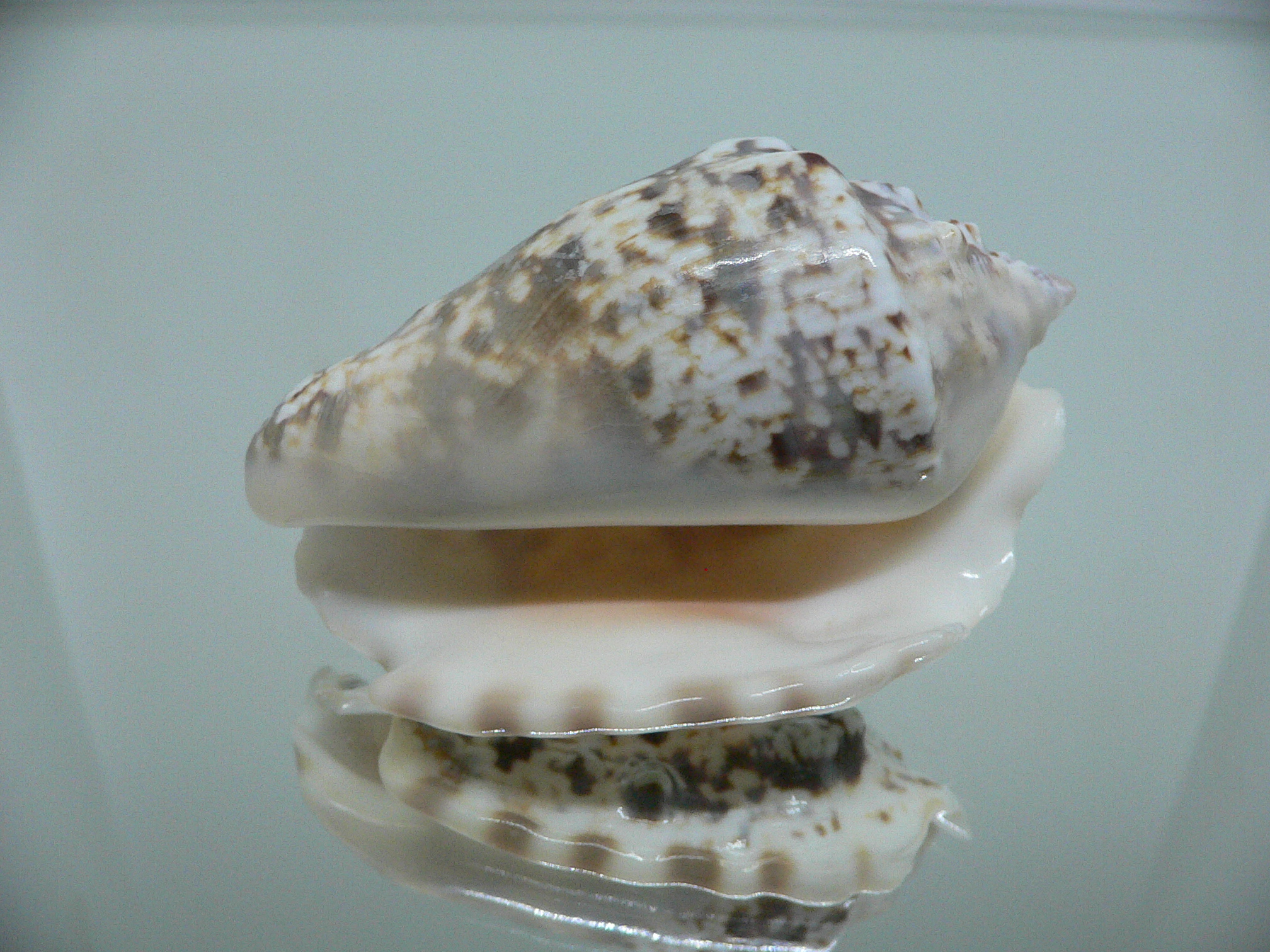 Lentigo lentiginosus