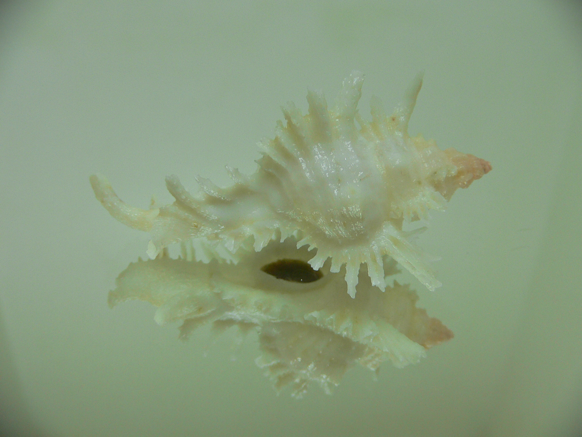 Chicoreus florifer dilectus (var.)