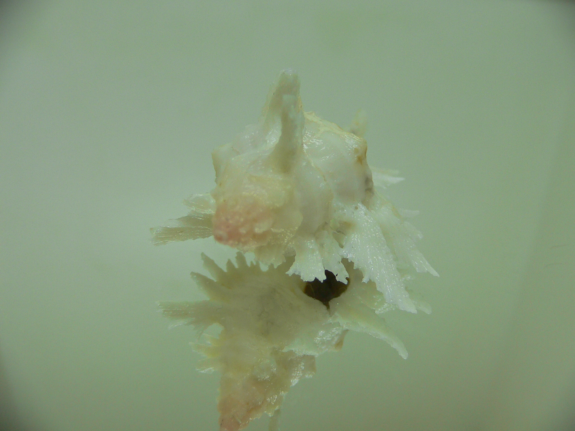 Chicoreus florifer dilectus (var.)