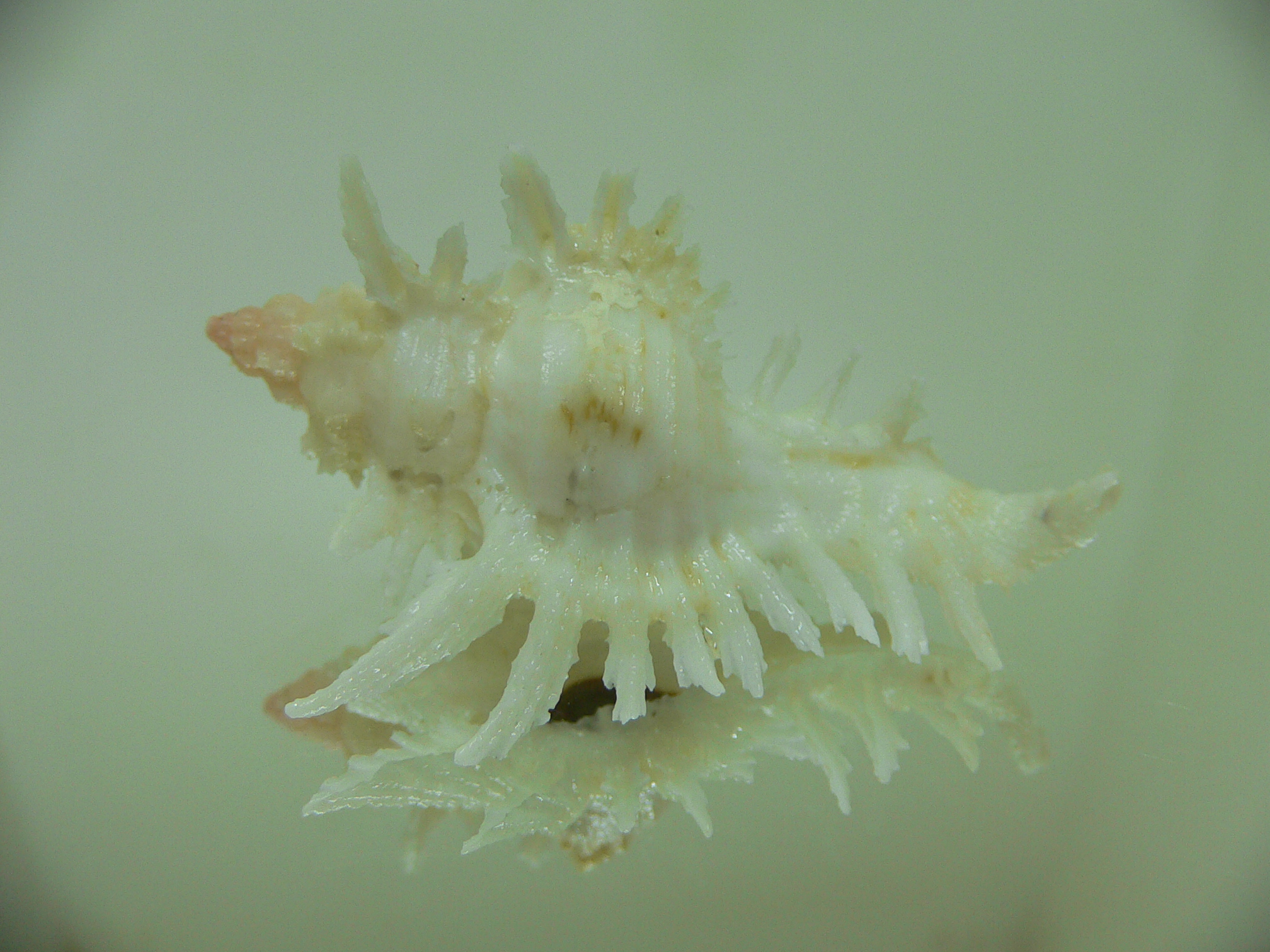 Chicoreus florifer dilectus (var.)