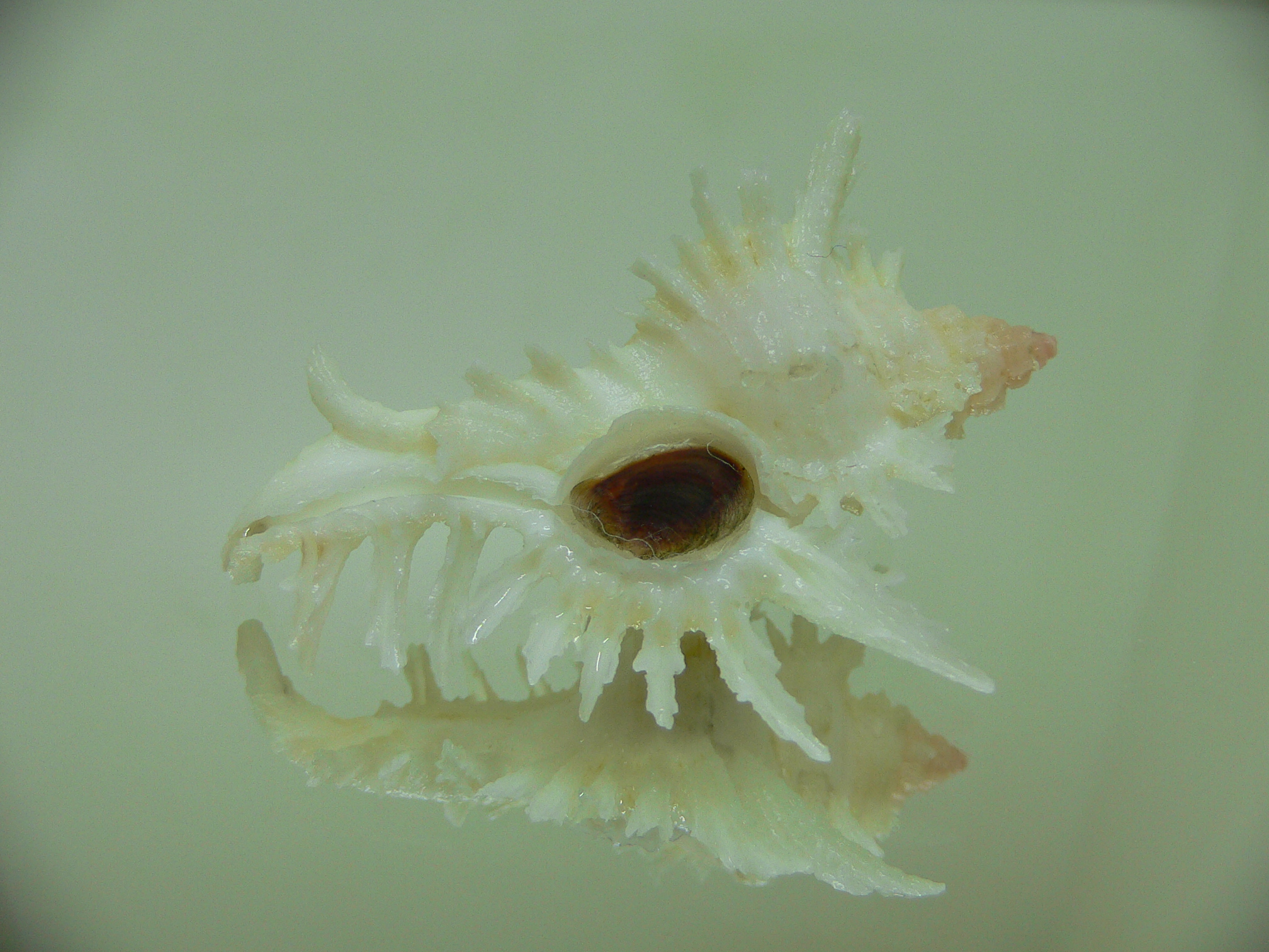 Chicoreus florifer dilectus (var.)