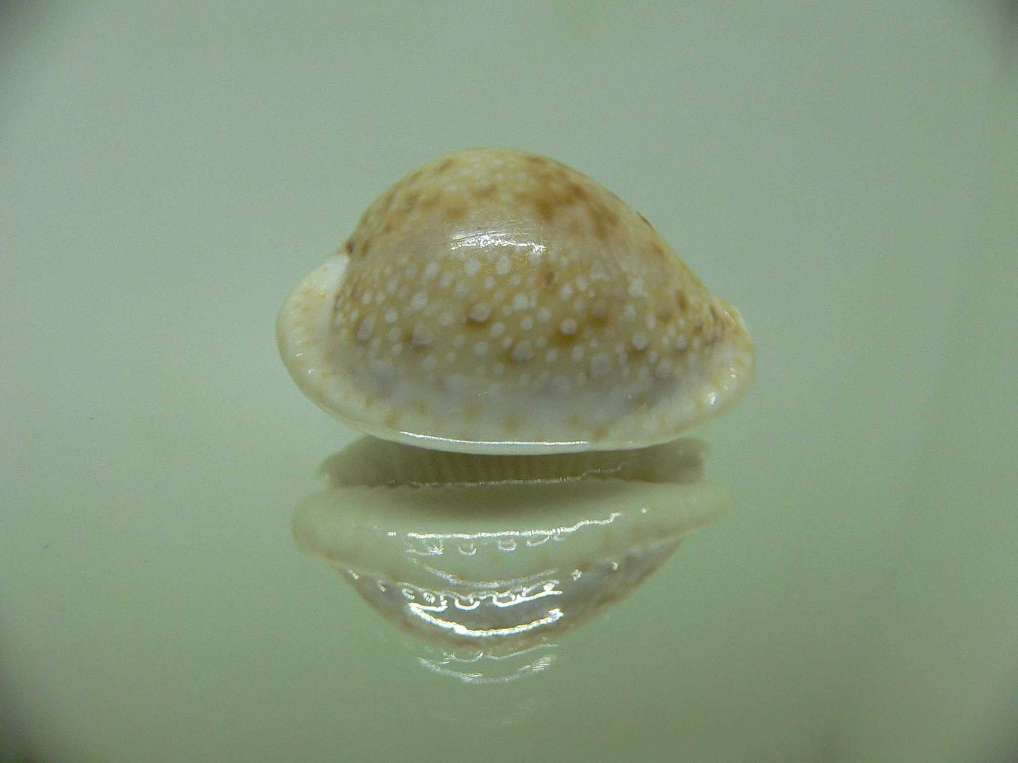 Cypraea marginalis Fresh dead