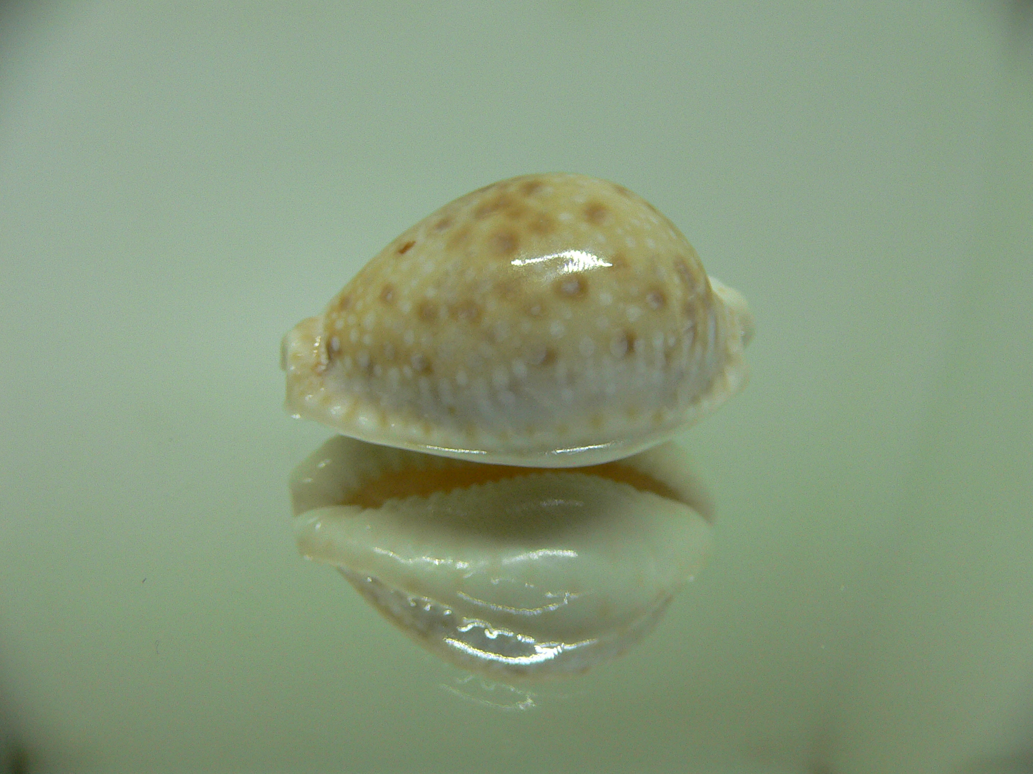 Cypraea marginalis Fresh dead