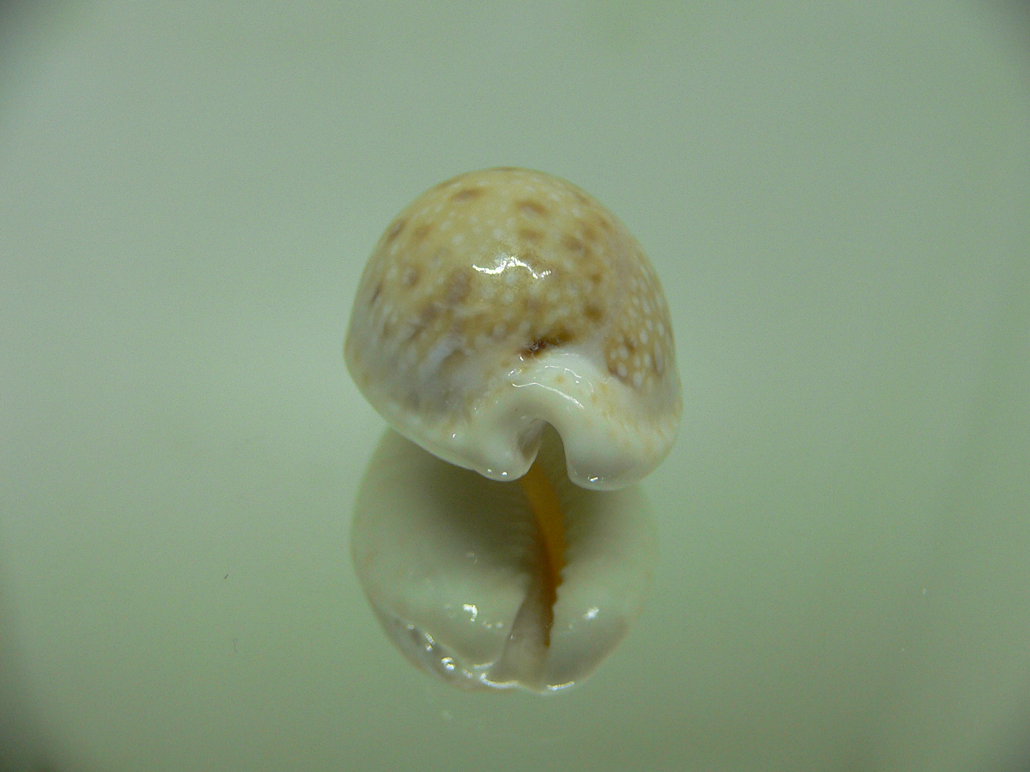 Cypraea marginalis Fresh dead