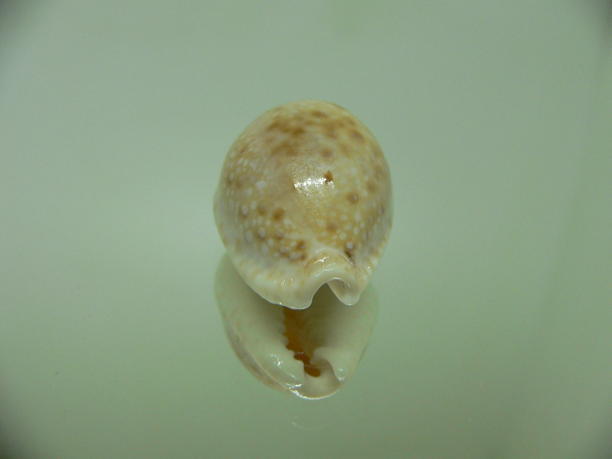 Cypraea marginalis Fresh dead