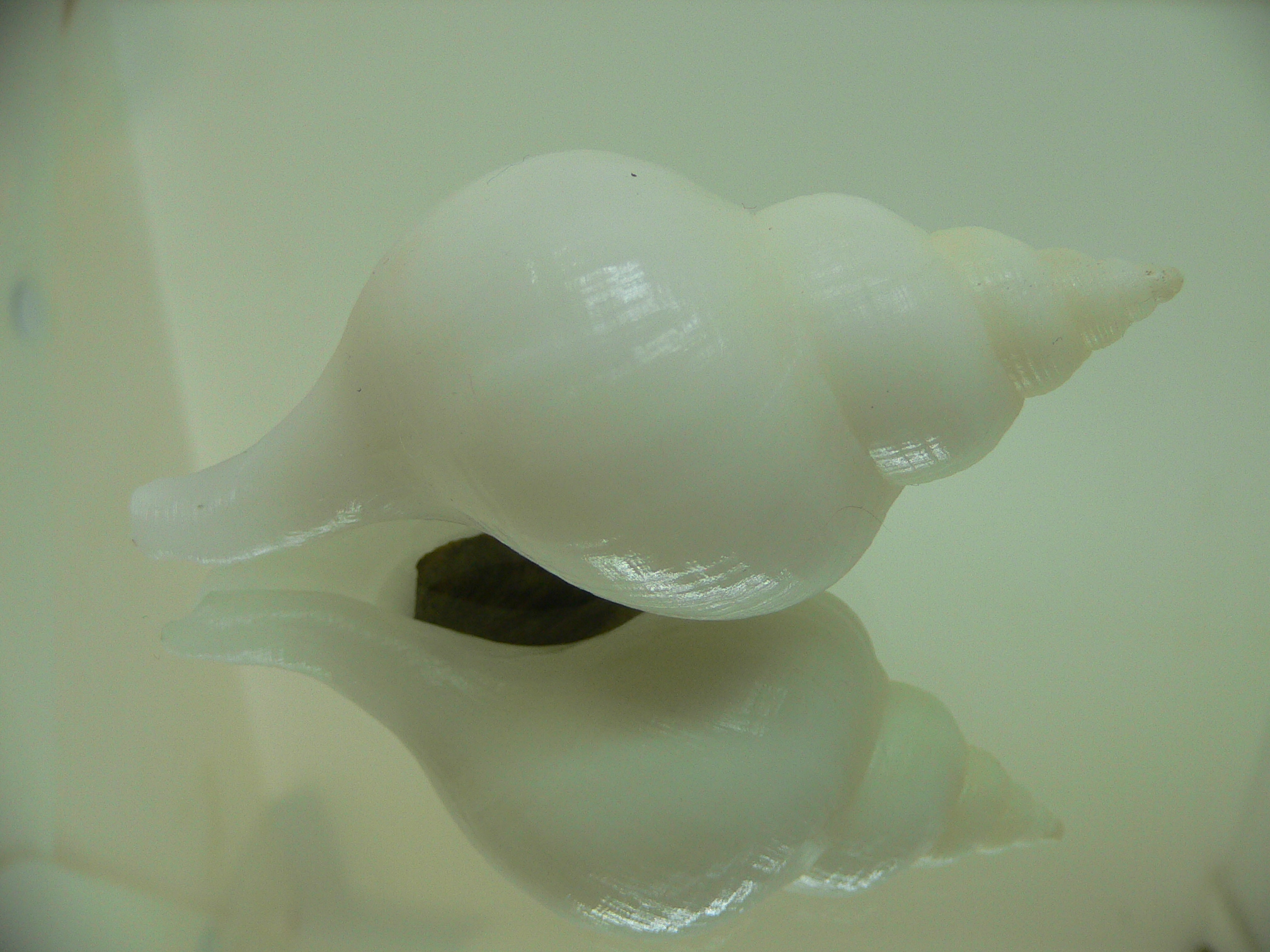 Neptunea fukueae BIG