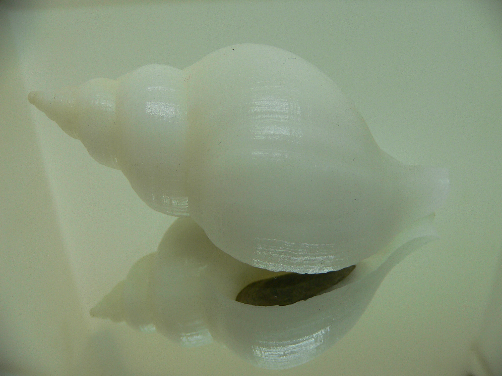 Neptunea fukueae BIG