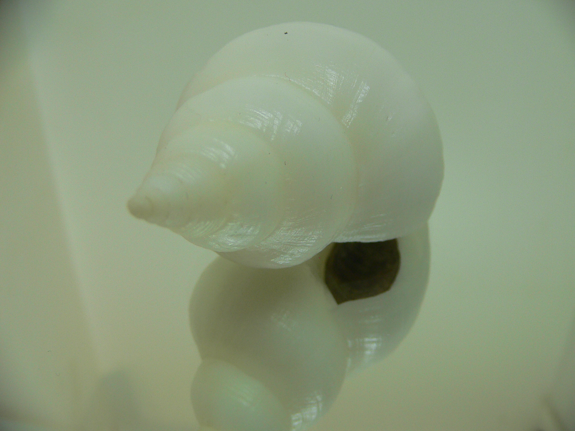 Neptunea fukueae BIG