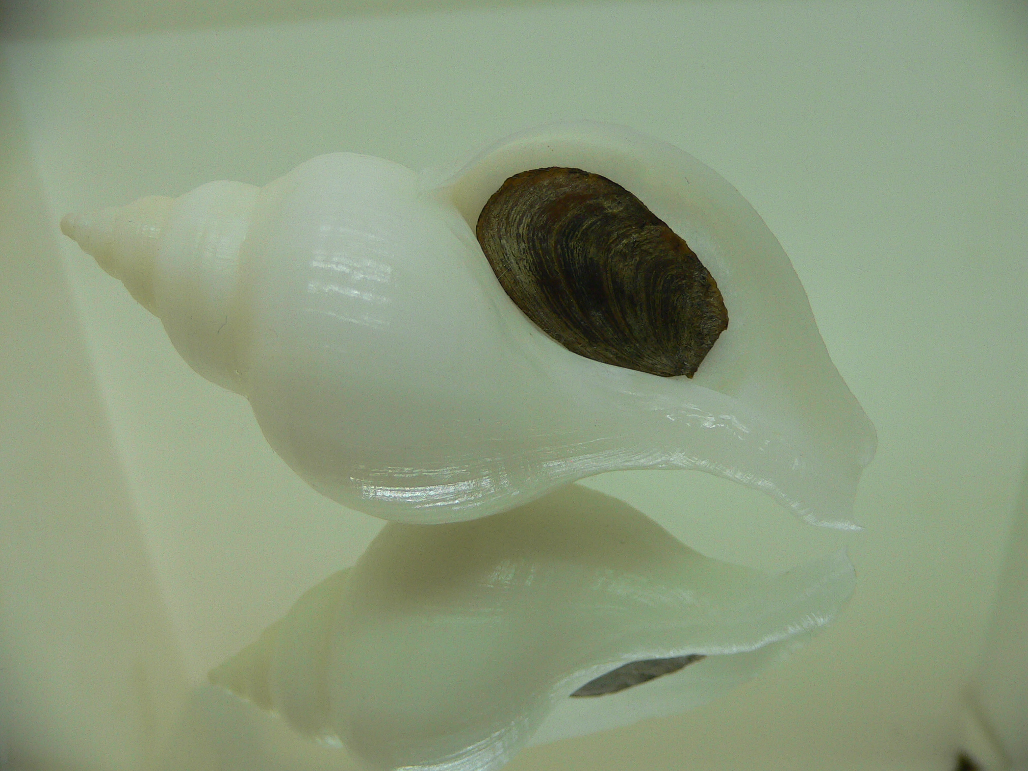 Neptunea fukueae BIG