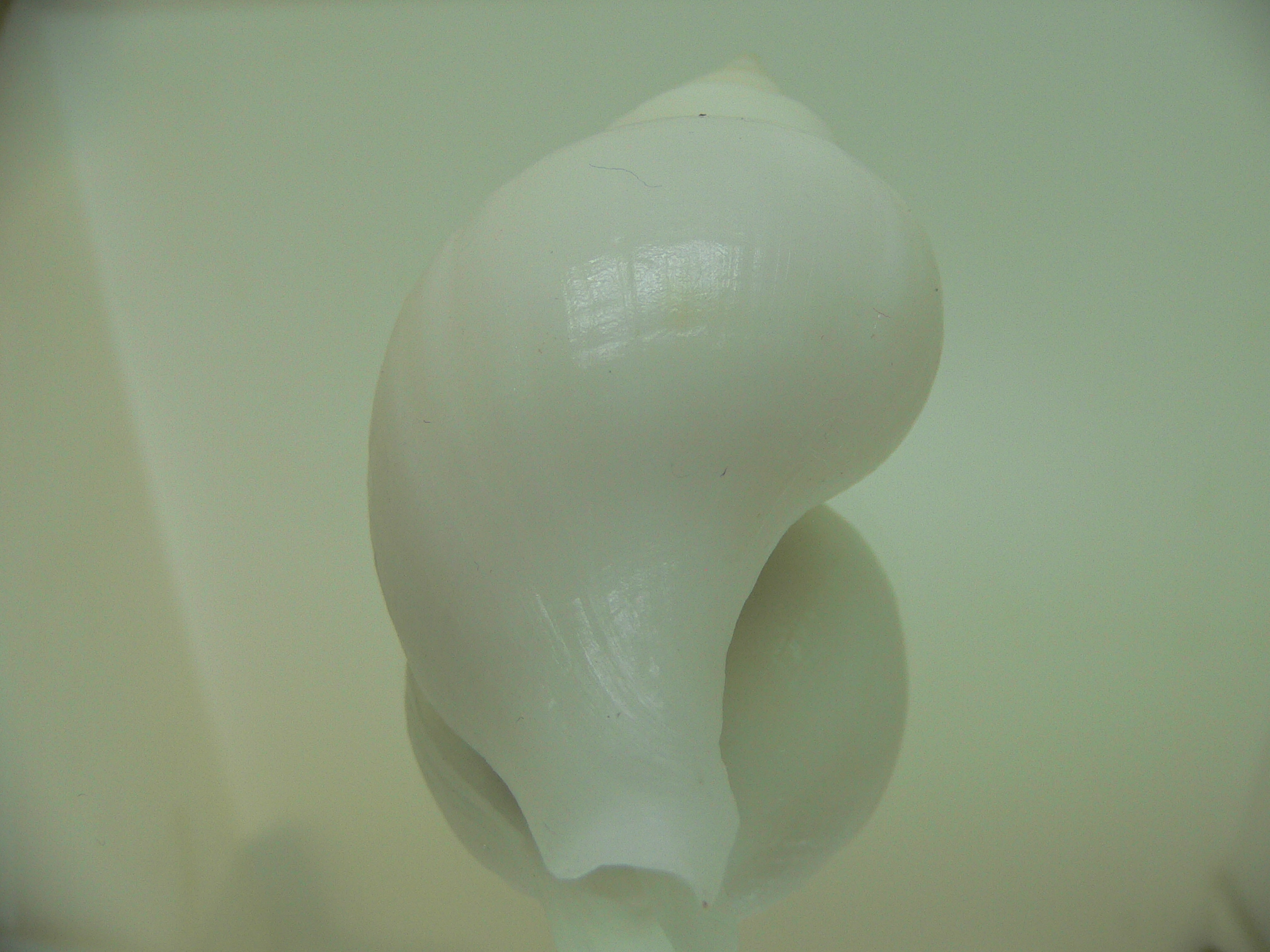 Neptunea fukueae BIG