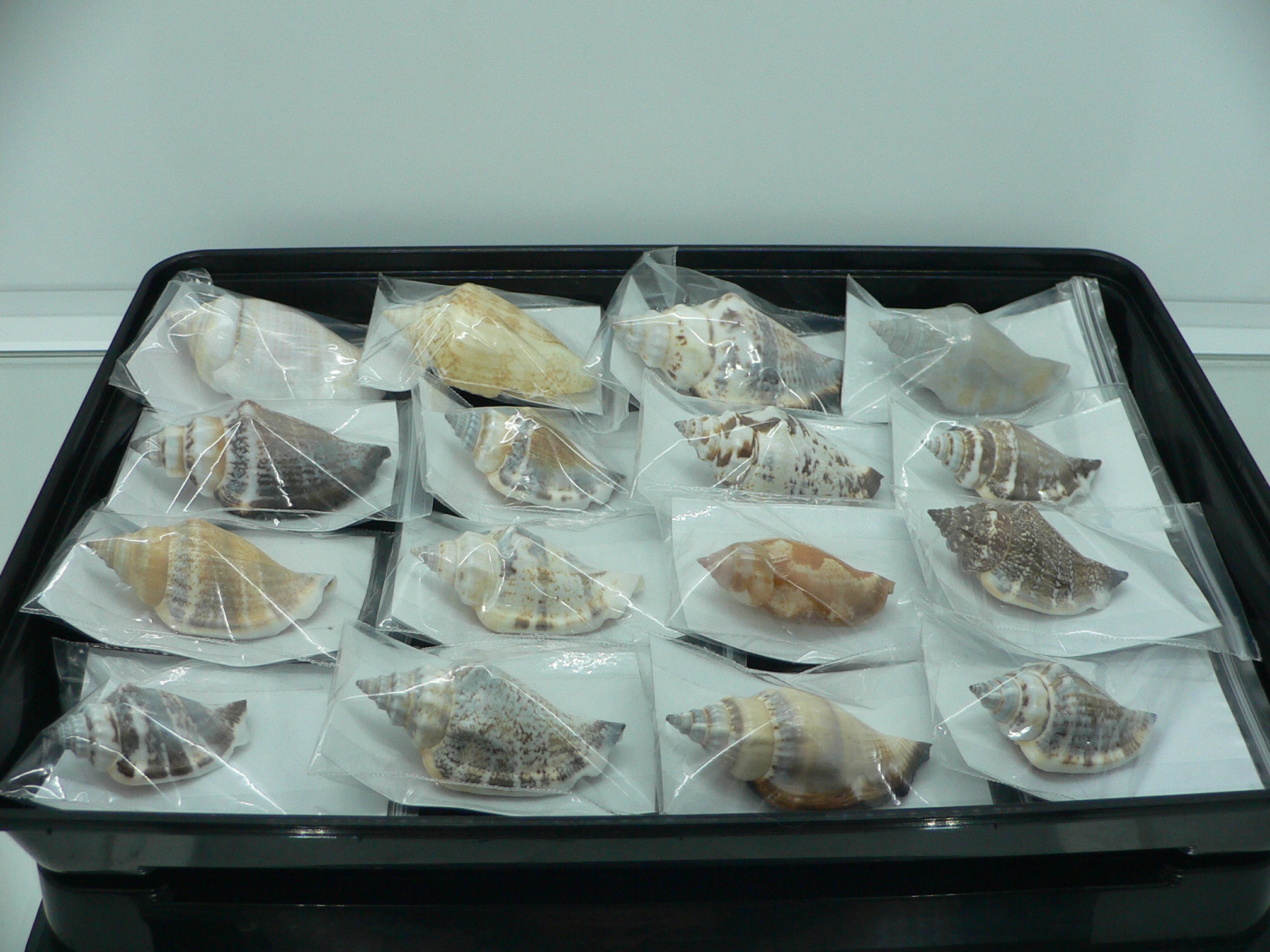 Strombus (Коллекционный набор - 16 шт.)