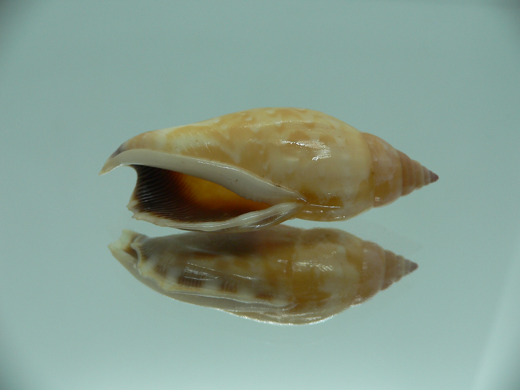Strombus (Tridentarius) dentatus