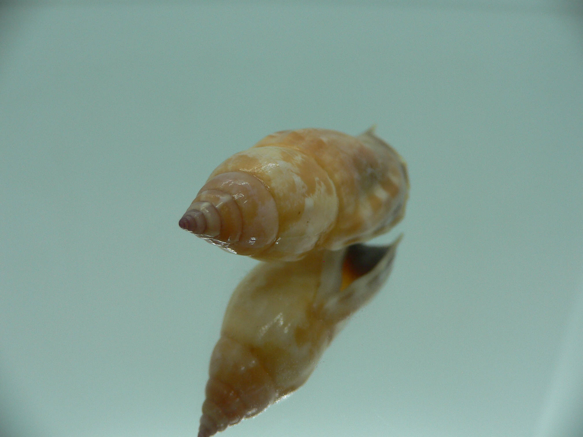 Strombus (Tridentarius) dentatus