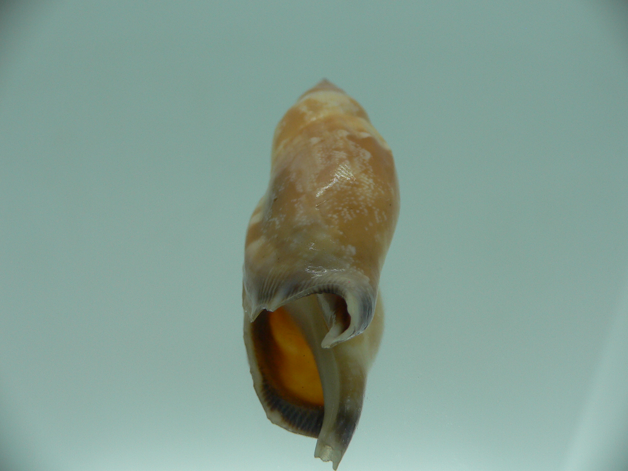 Strombus (Tridentarius) dentatus