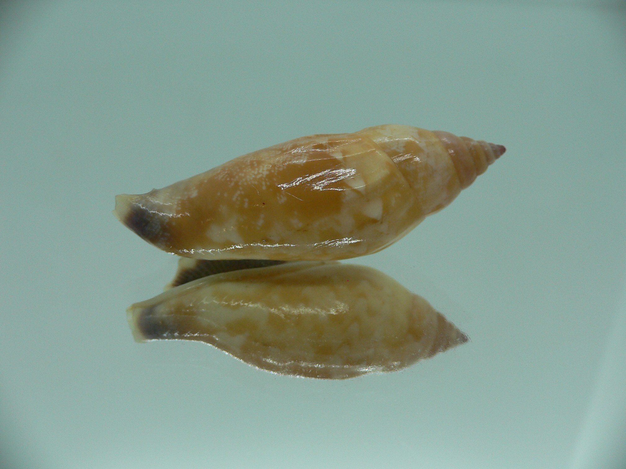 Strombus (Tridentarius) dentatus