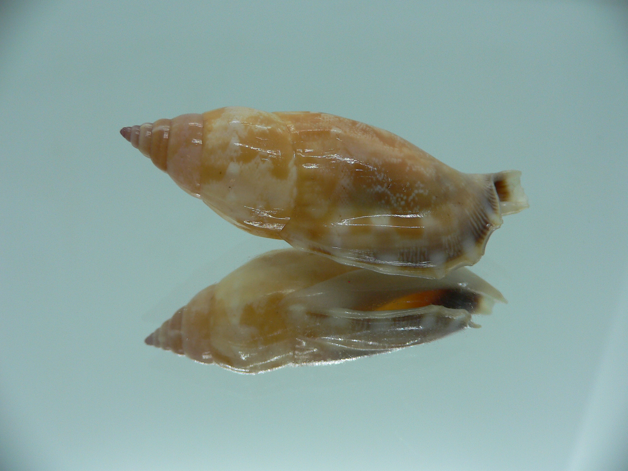 Strombus (Tridentarius) dentatus