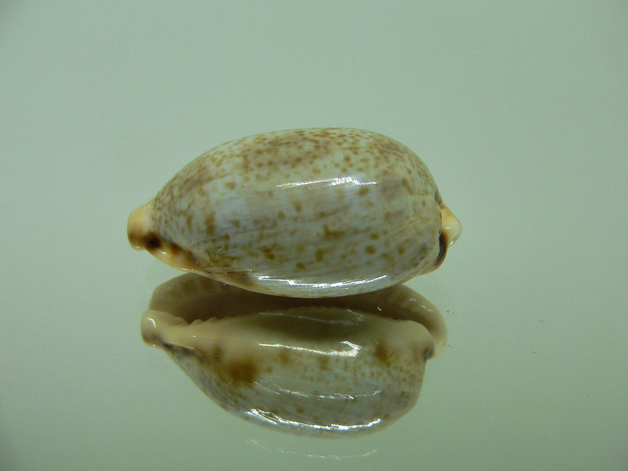 Cypraea caurica elongata