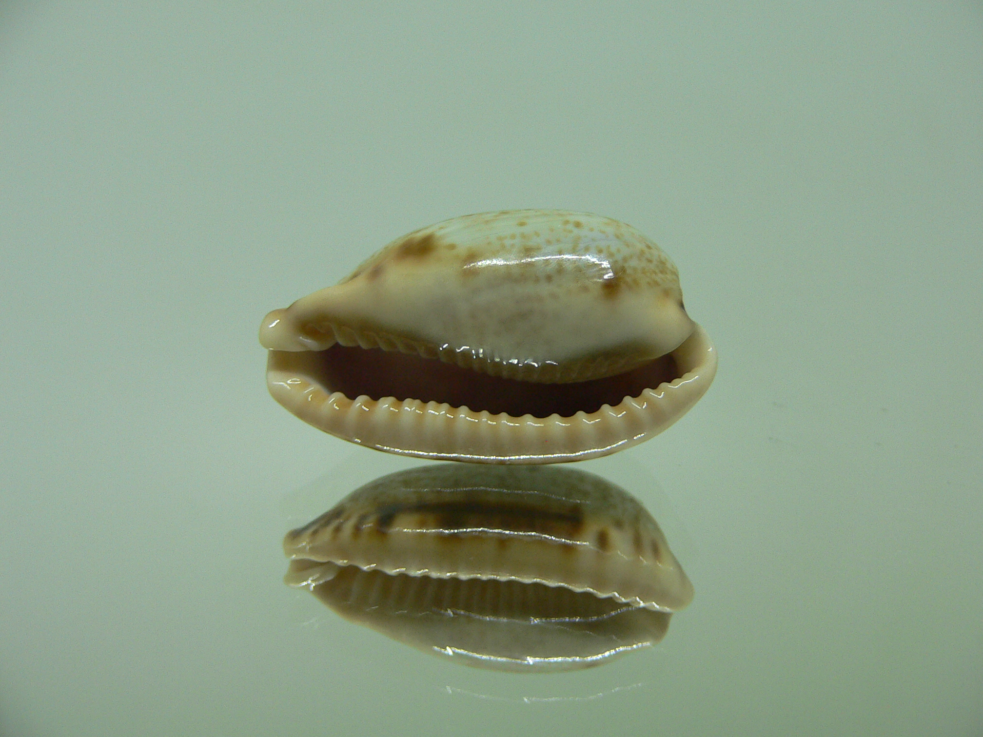 Cypraea caurica elongata