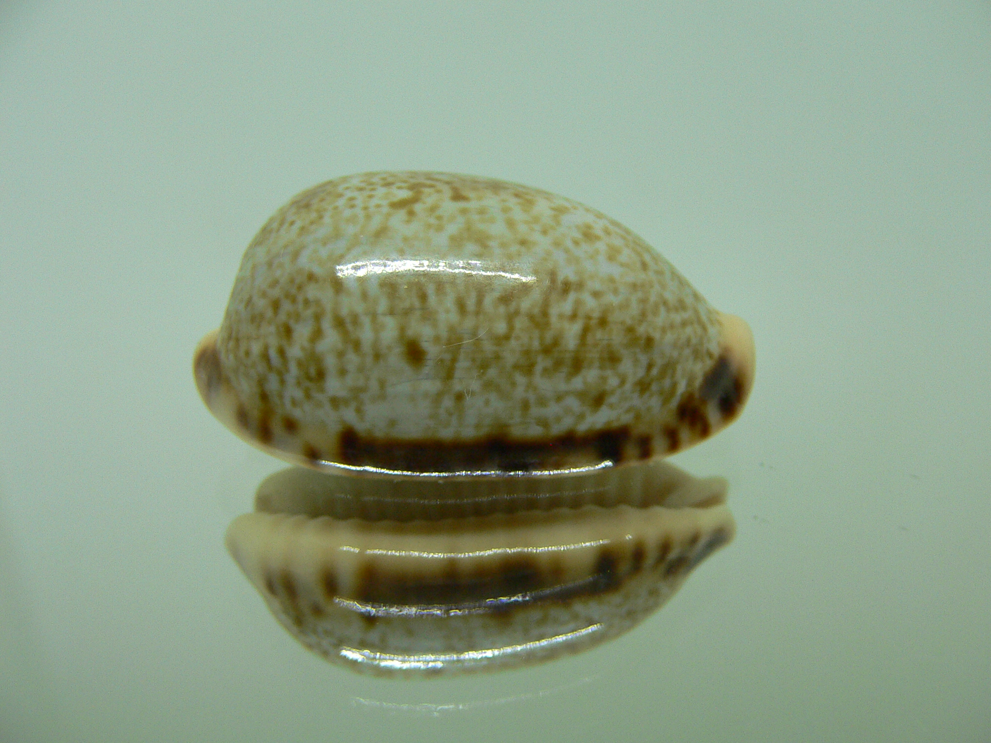 Cypraea caurica elongata