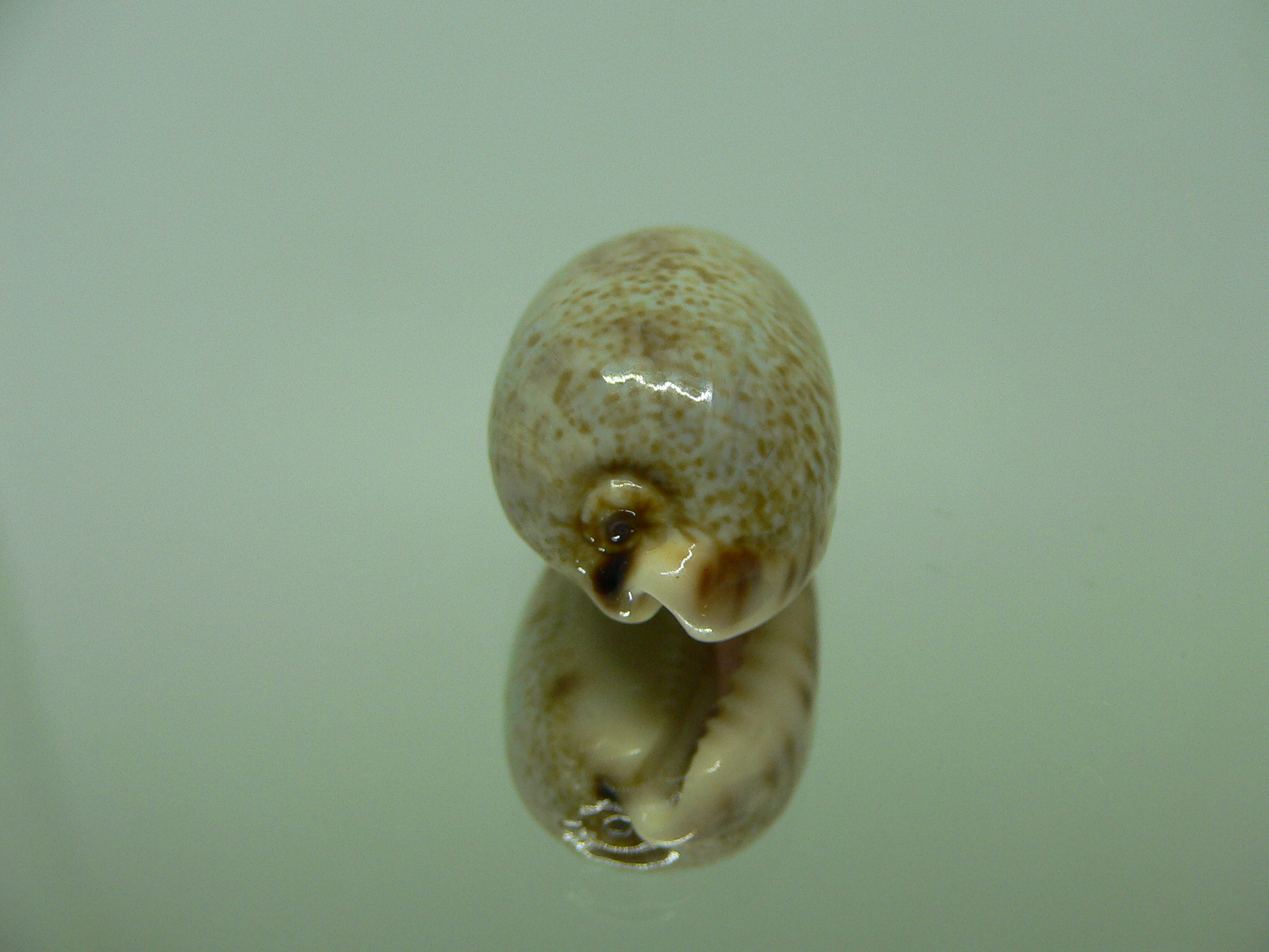 Cypraea caurica elongata