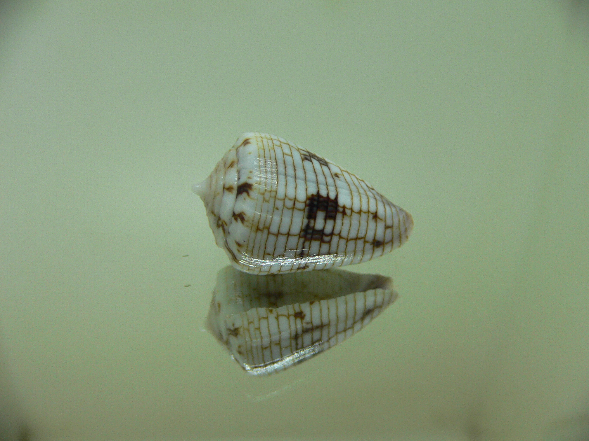 Conus melvilli ENDEMIC